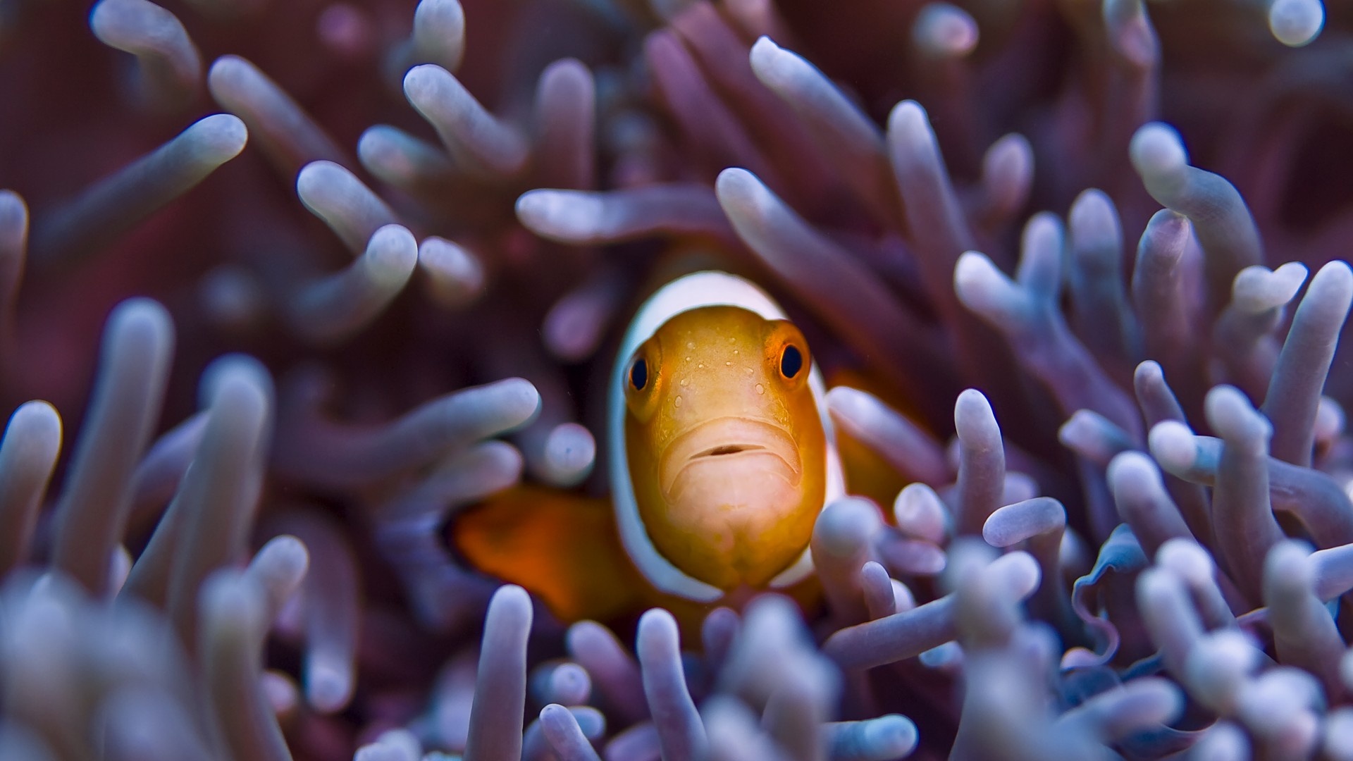 Clown Fish, KDE store wallpapers, Clown fish themes, Desktop customization, 1920x1080 Full HD Desktop