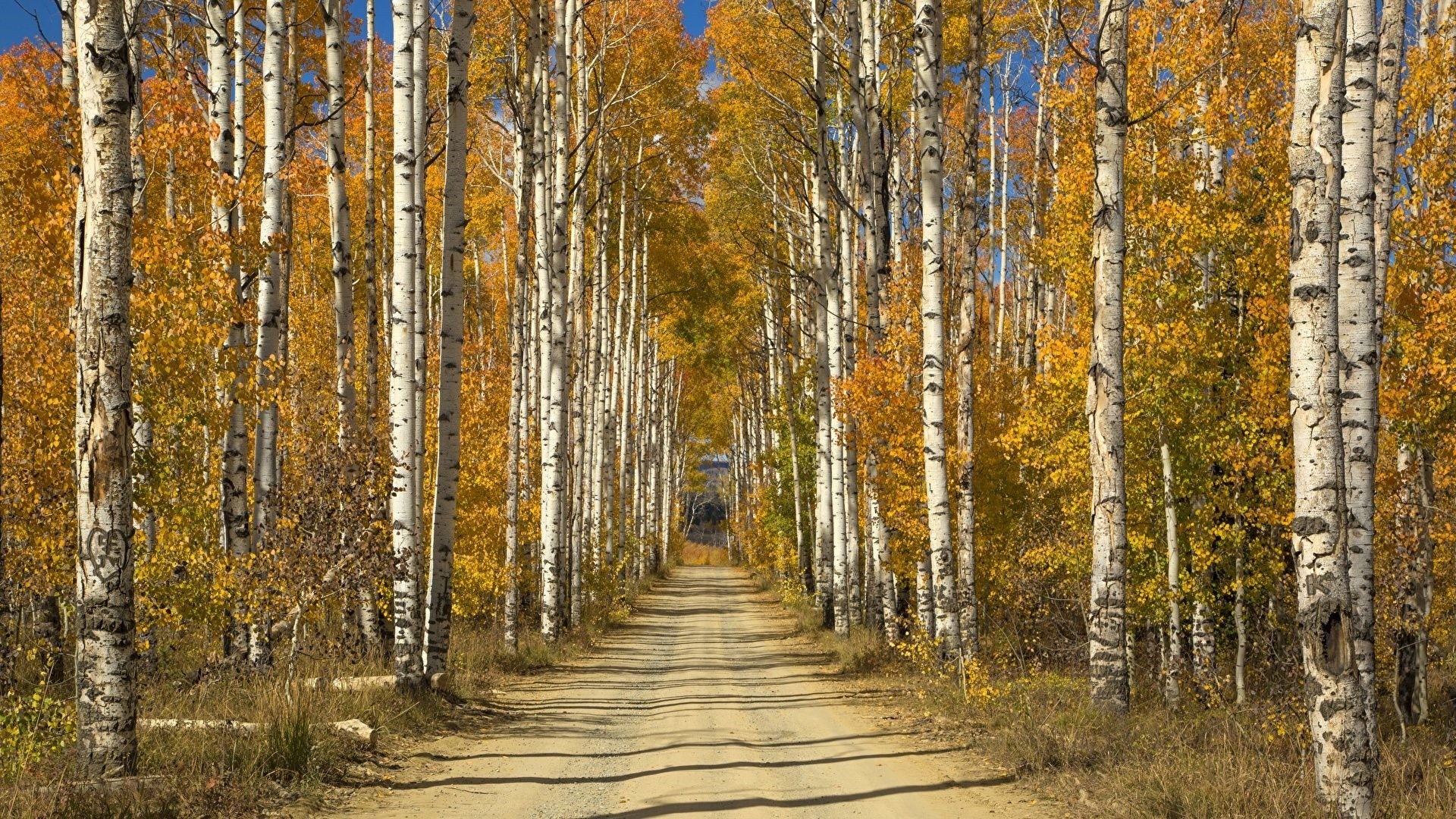 Birch trees, Stunning wallpapers, Birch tree magic, Nature's elegance, 1920x1080 Full HD Desktop