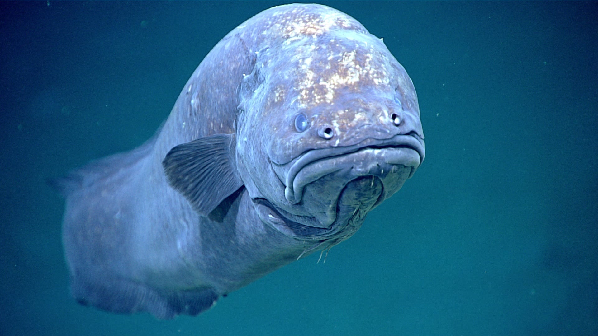 Deep-sea fish, Blunt mottled head, Dark abyssal water, Full HD Desktop wallpaper