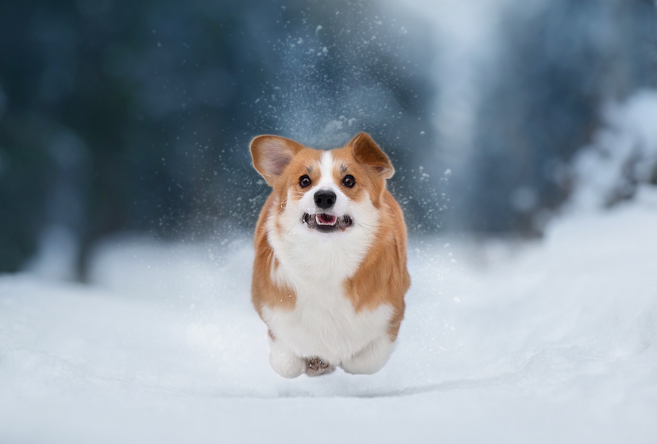 Snow, Corgis Wallpaper, 2680x1820 HD Desktop