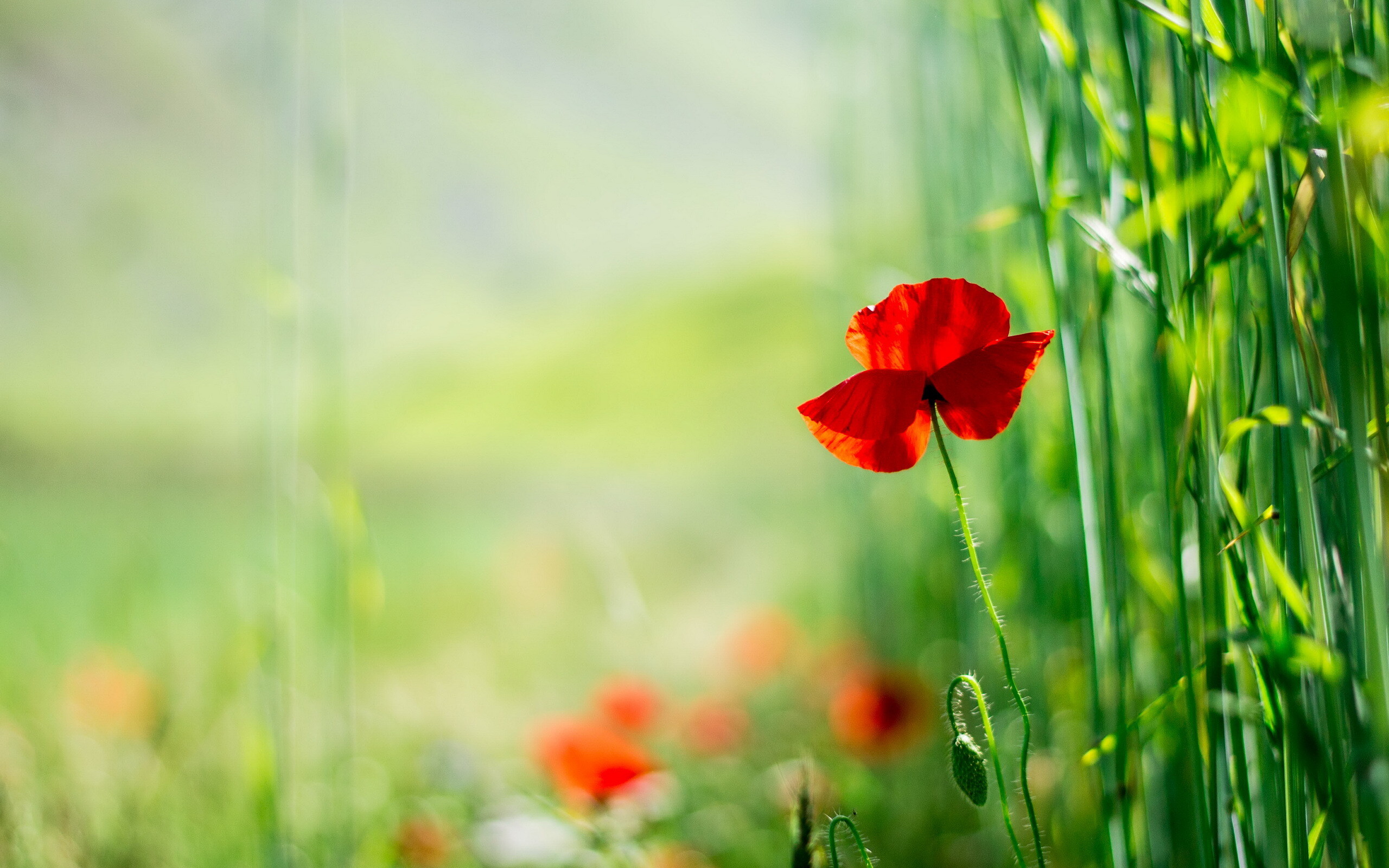 Poppy, HD wallpaper, Nature's art, Vibrant beauty, 2560x1600 HD Desktop