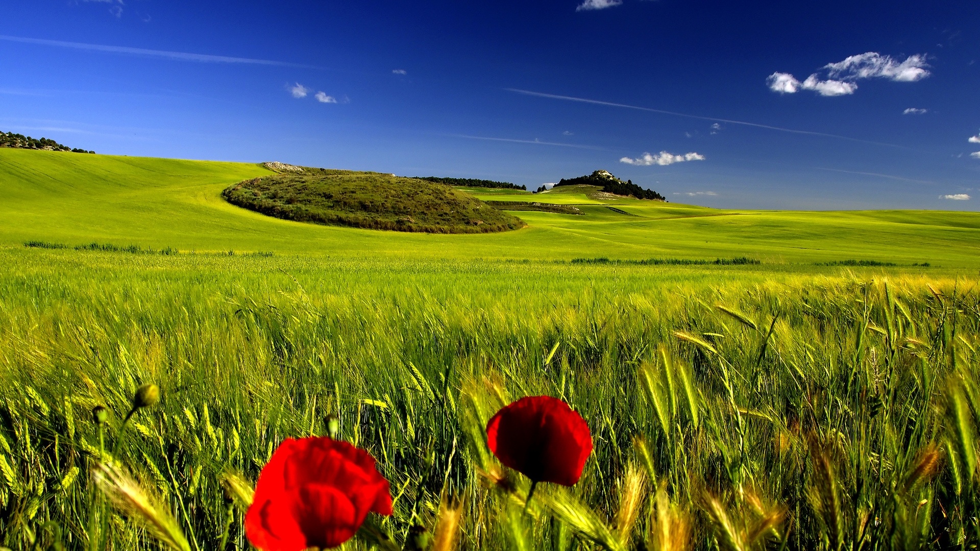 red wild poppies, green wheat field, rolling green hills, Full HD Desktop wallpaper