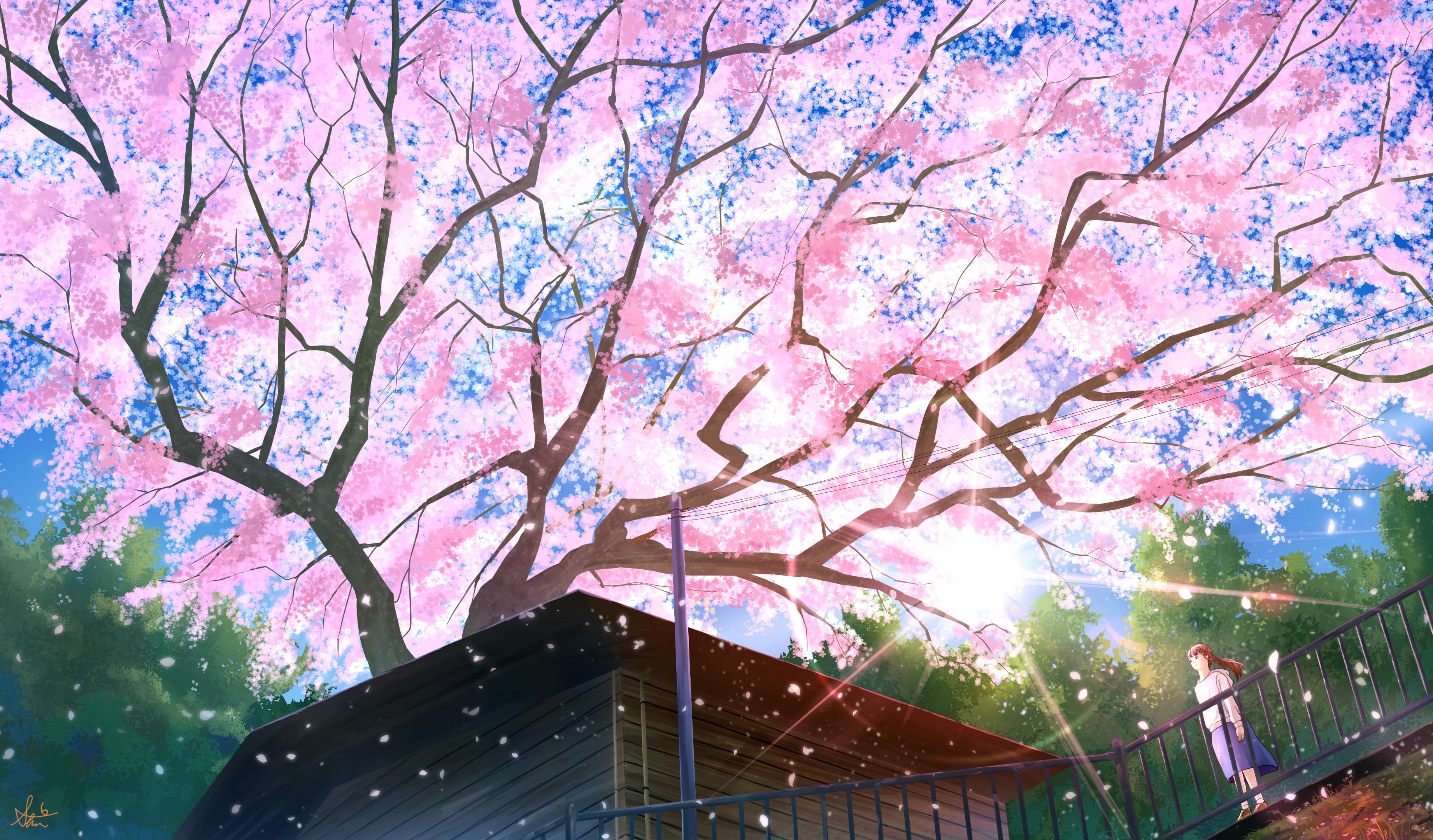 Blooming sakura tree, Anime schoolgirl on pathway, Sunlight filtering through branches, HD Desktop wallpaper
