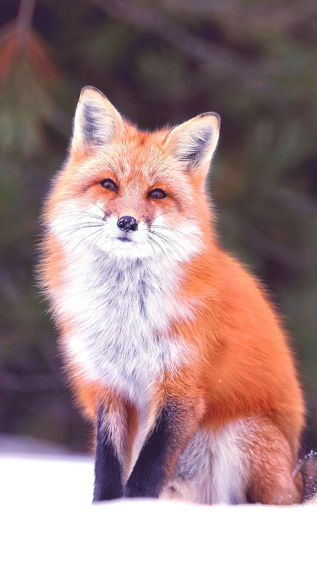 Fox iPhone wallpaper, Mobile charm, Stunning visuals, Unique lock screen, 1080x1920 Full HD Phone