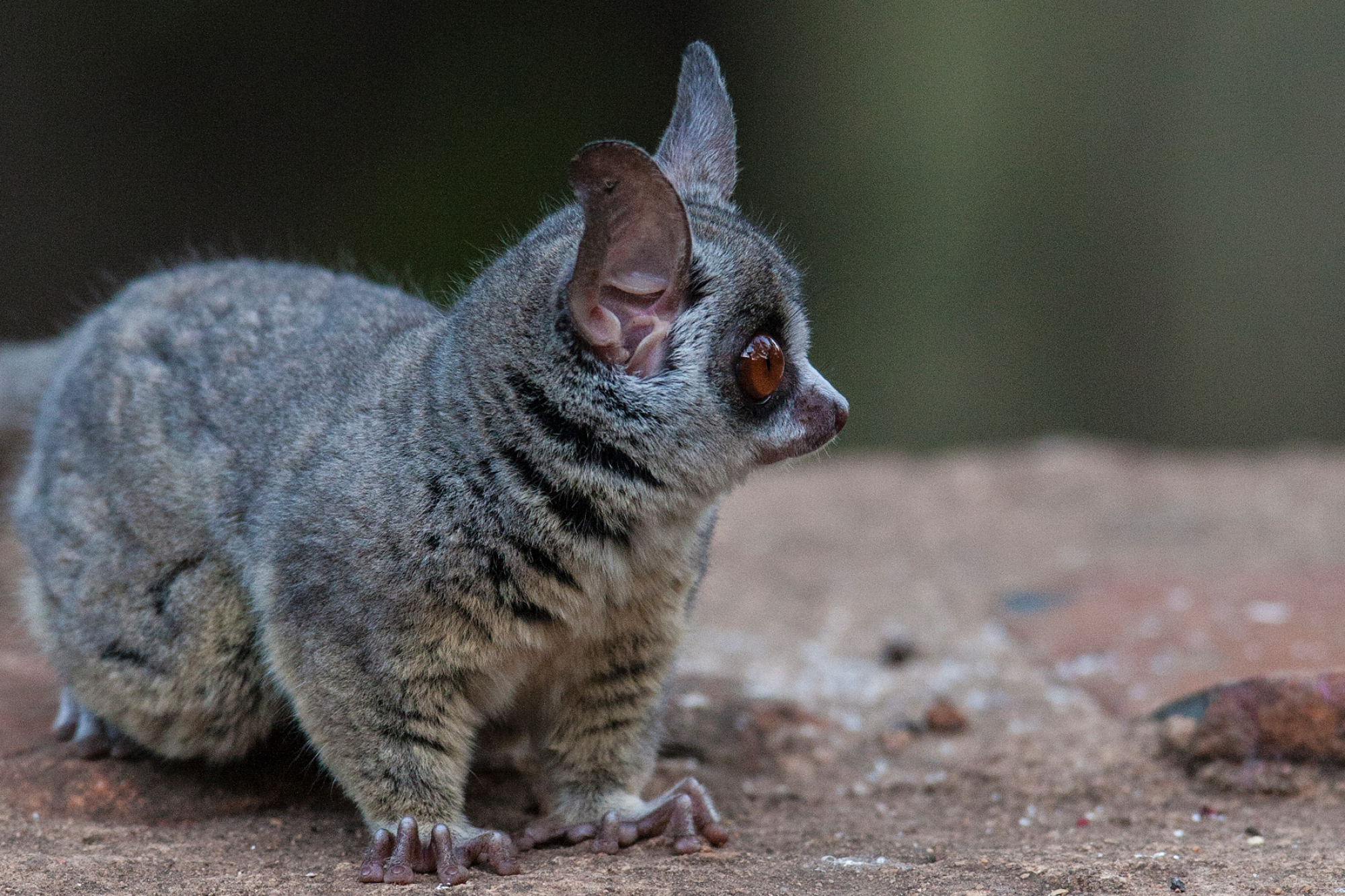 Bush Baby (Galago), Galago as a pet, Hotsell 60% off, Primate ownership, 2000x1340 HD Desktop