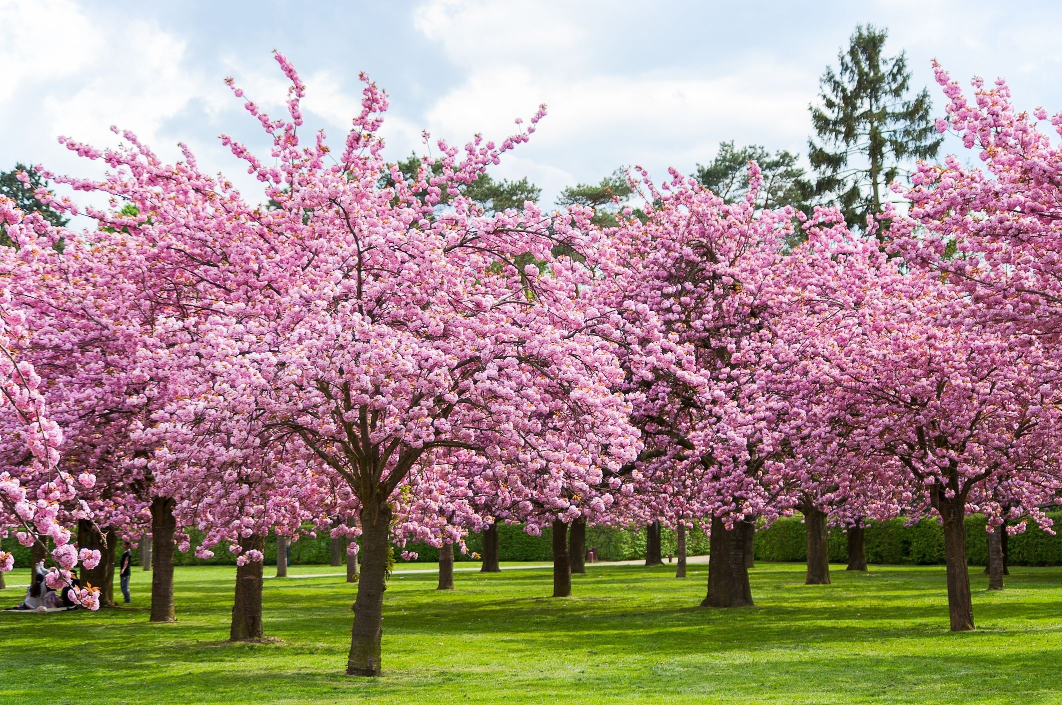 Blooming Japanese cherry trees, Flowering sakura orchard grove, Lush green lawn, HD Desktop wallpaper