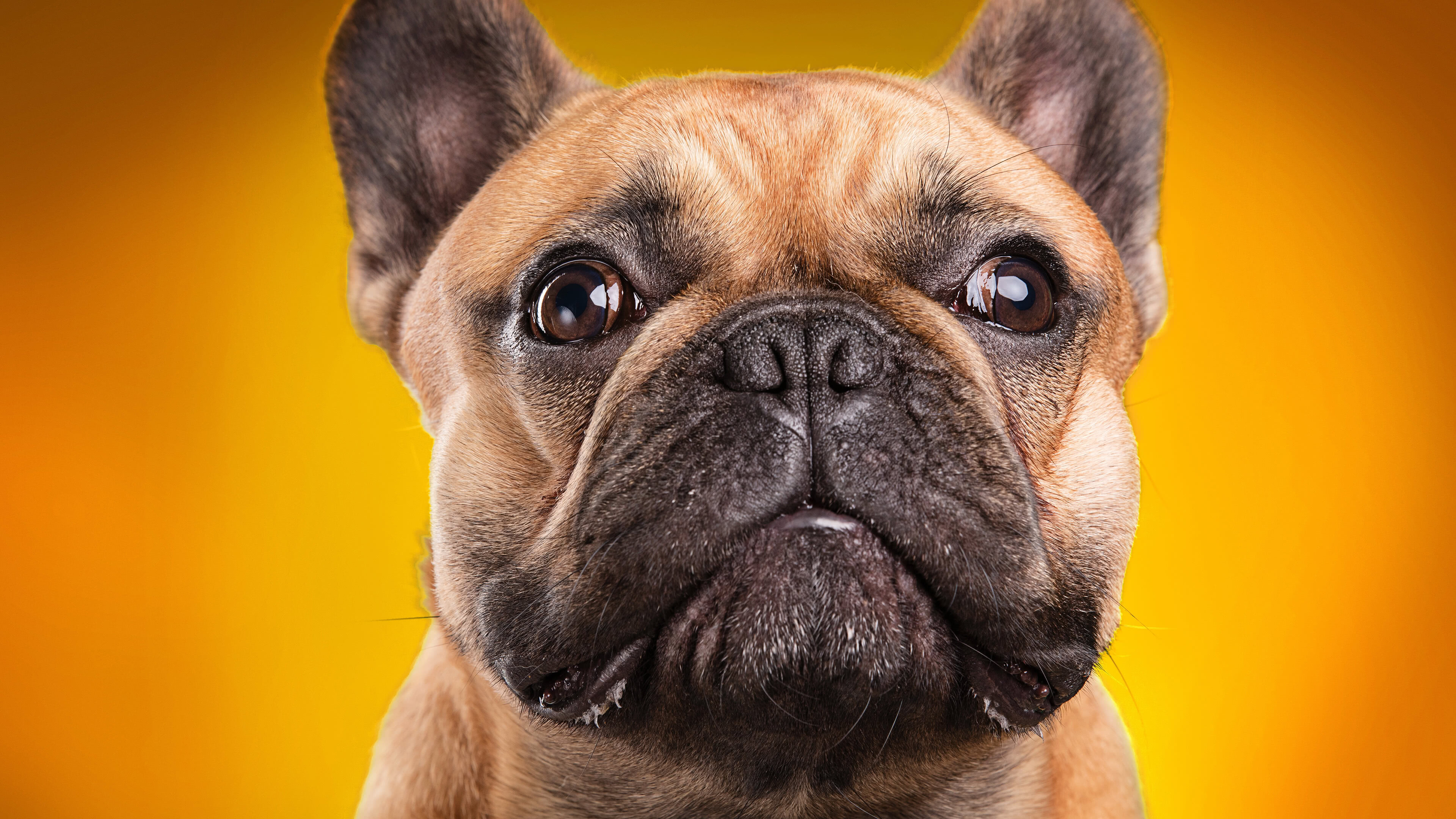 Bulldog Wallpapers (42 images) - WallpaperCat
