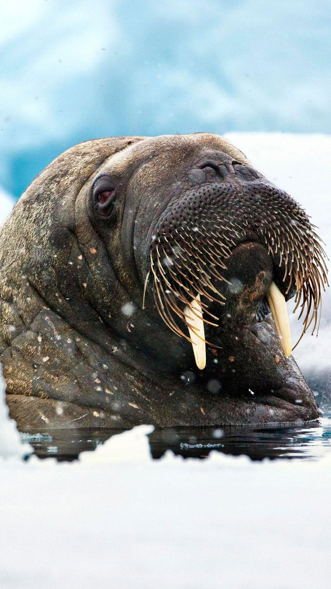 Walrus wallpapers, Marine mammal, Tusked pinniped, Wildlife, 1080x1920 Full HD Phone