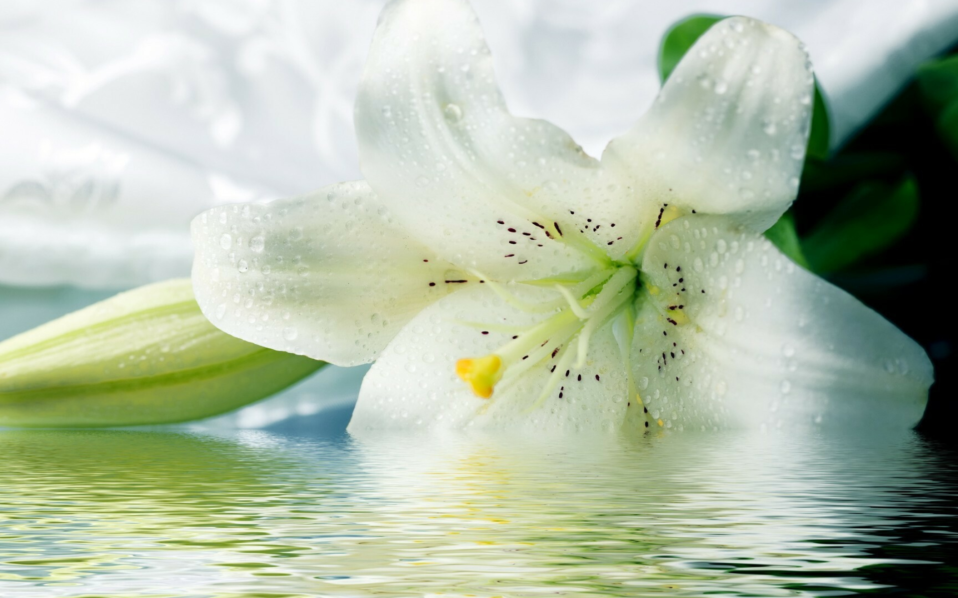 White tiger lilies, HD wallpaper, Beautiful flowers, Stunning background, 1920x1200 HD Desktop