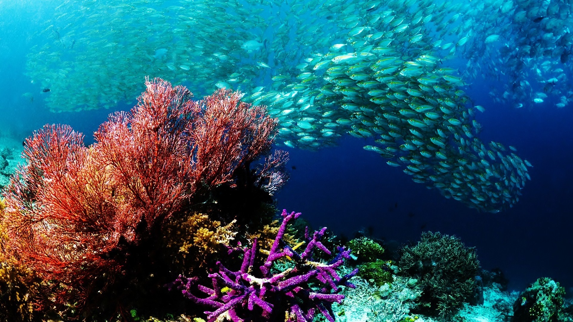 Red gorgonian sea fan, Purple staghorn coral, School of fusiliers, Turquoise reef water, Full HD Desktop wallpaper