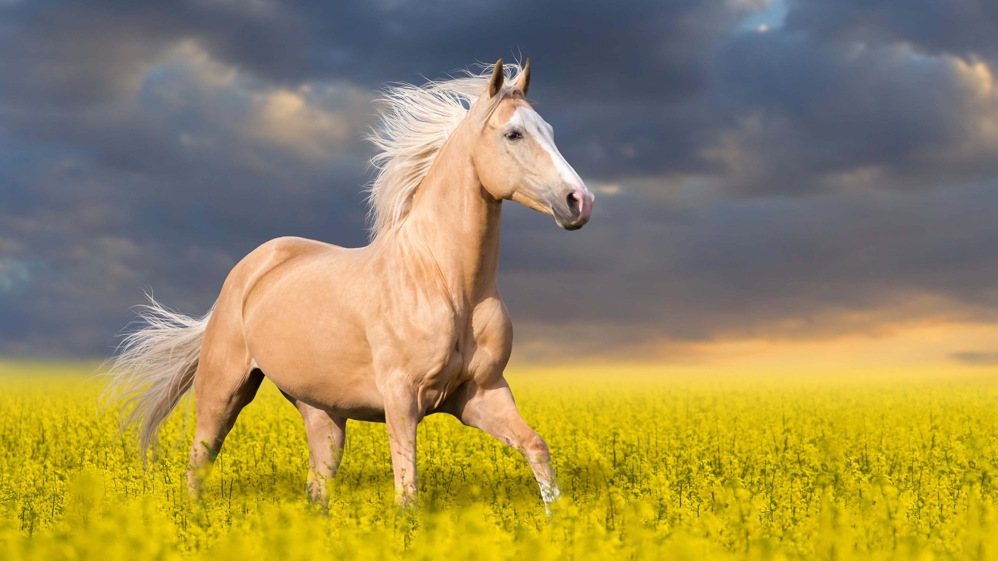 Palomino, Horses Wallpaper, 3840x2160 4K Desktop