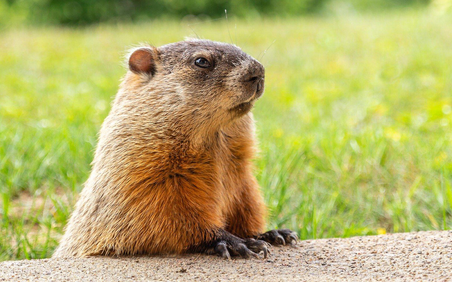 Groundhog Day celebrations, February 2 tradition, Playful woodchuck, Grassy meadows, 1920x1200 HD Desktop