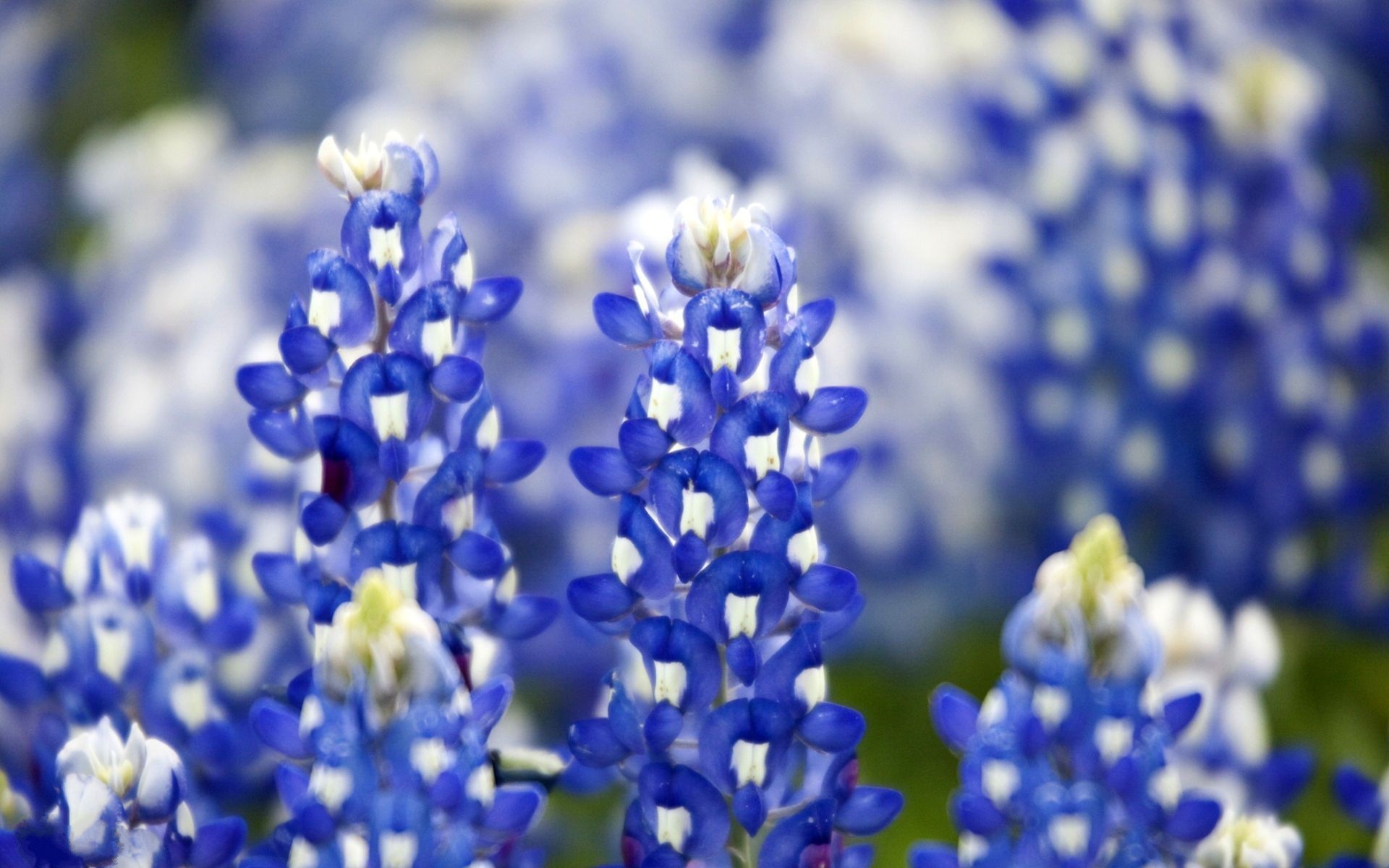 Bluebonnet, HD wallpaper, Stunning beauty, Captivating scene, 1920x1200 HD Desktop