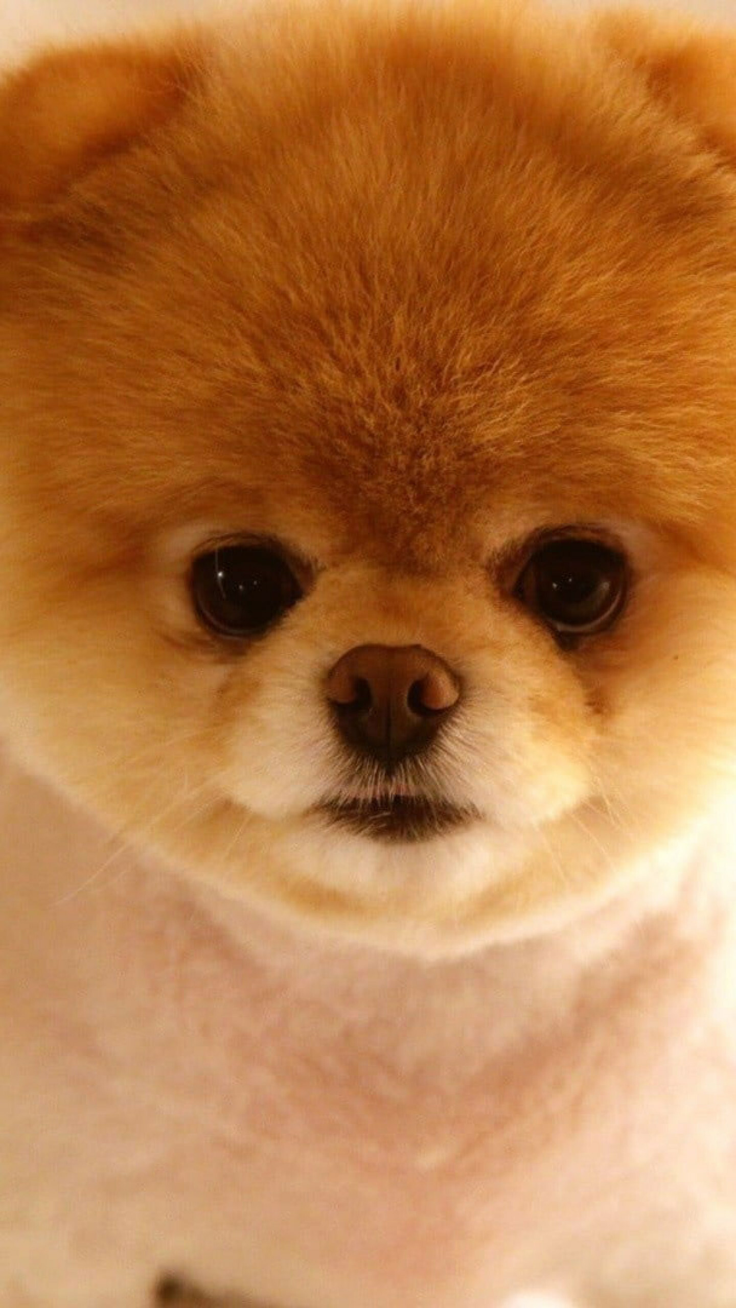 Teacup, Pomeranians Wallpaper, 1440x2560 HD Phone