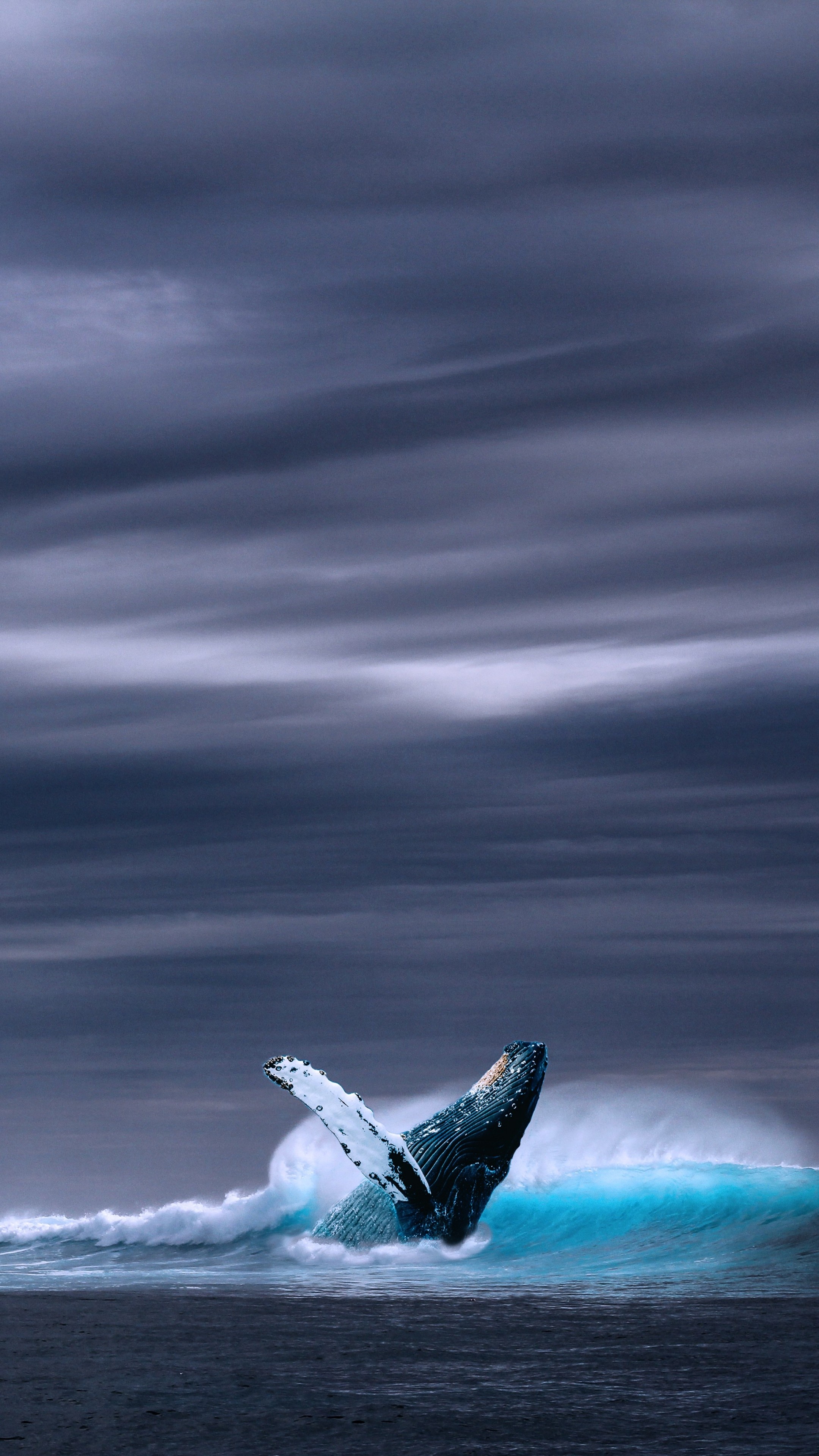 Blue Whale, Wallpaper whale, 5k nature, 2160x3840 4K Phone