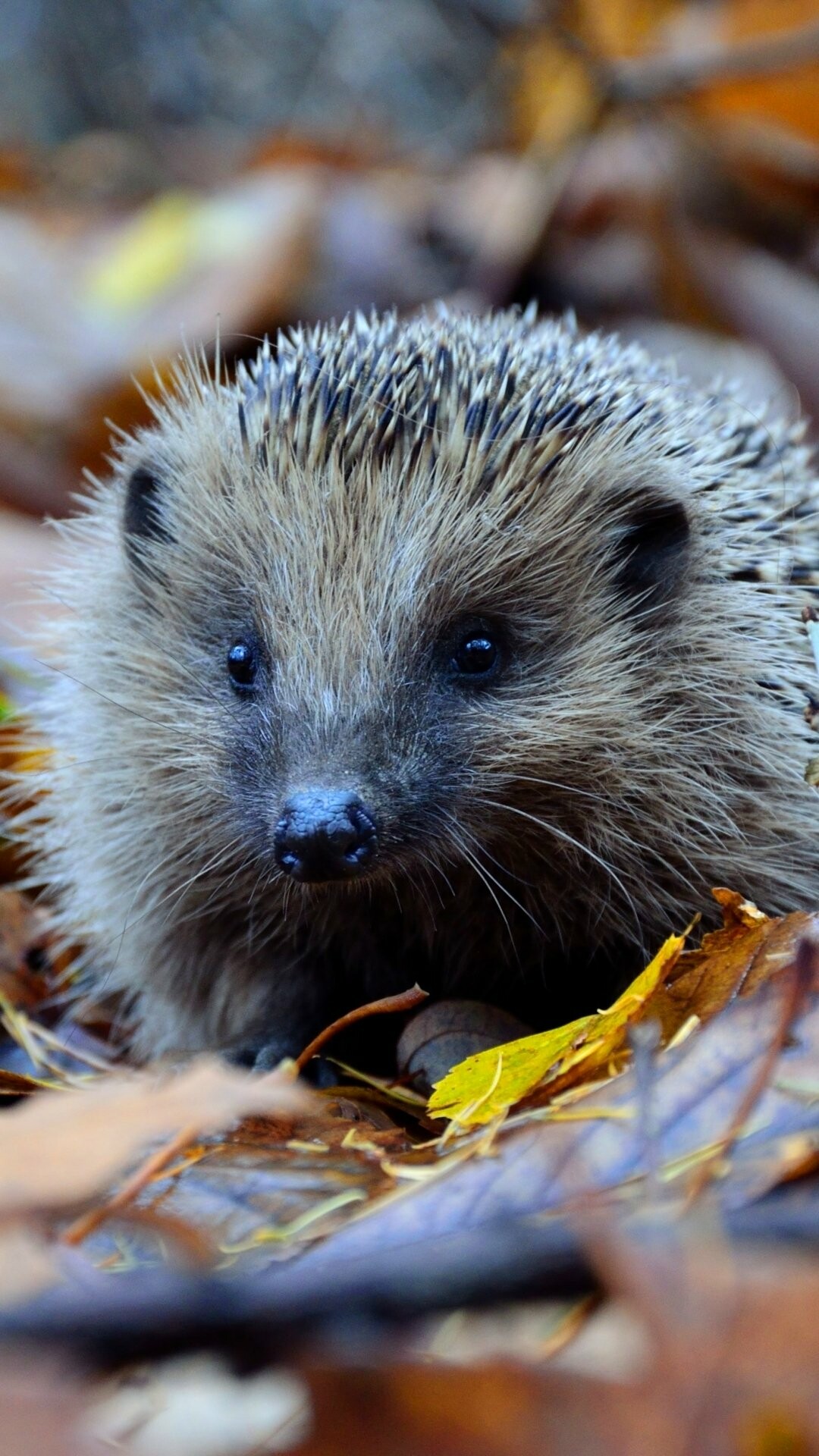 Cute hedgehog, Quills and spines, Nature's scurrying critter, Adorable animal, 1080x1920 Full HD Phone