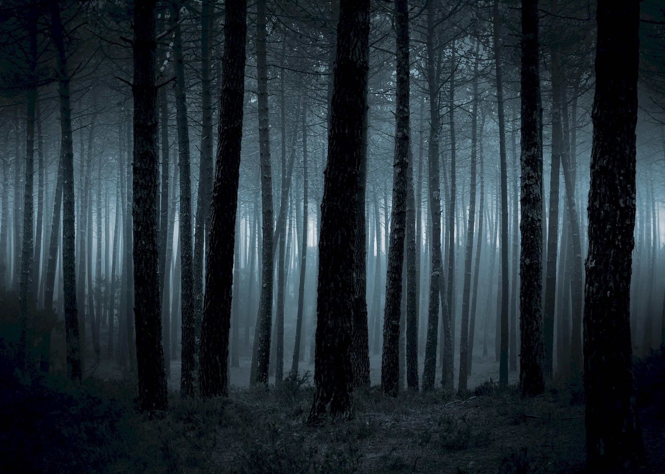 dense pine tree trunks, heavy blue night fog, dark spooky forest, HD Desktop wallpaper