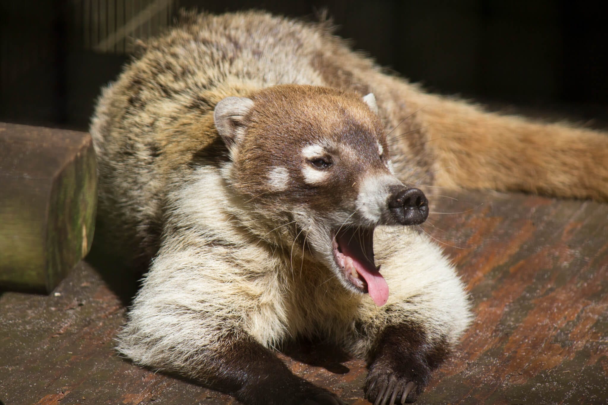 White nosed coati, Forest habitat, Mammals, Wildlife, 2050x1370 HD Desktop