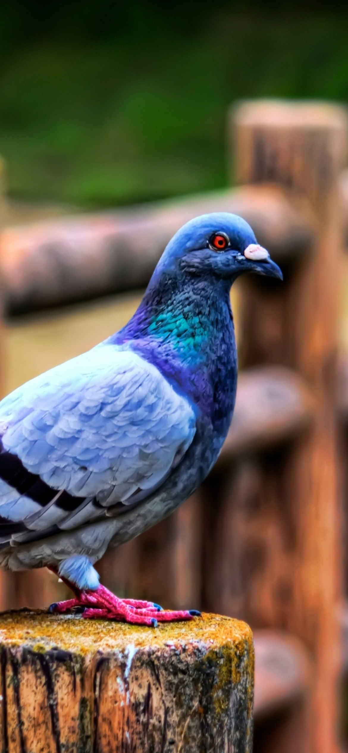 iPhone 12 Pro wallpapers, Pigeon-themed, Wallpaper inspiration, Stylish backgrounds, 1170x2540 HD Phone