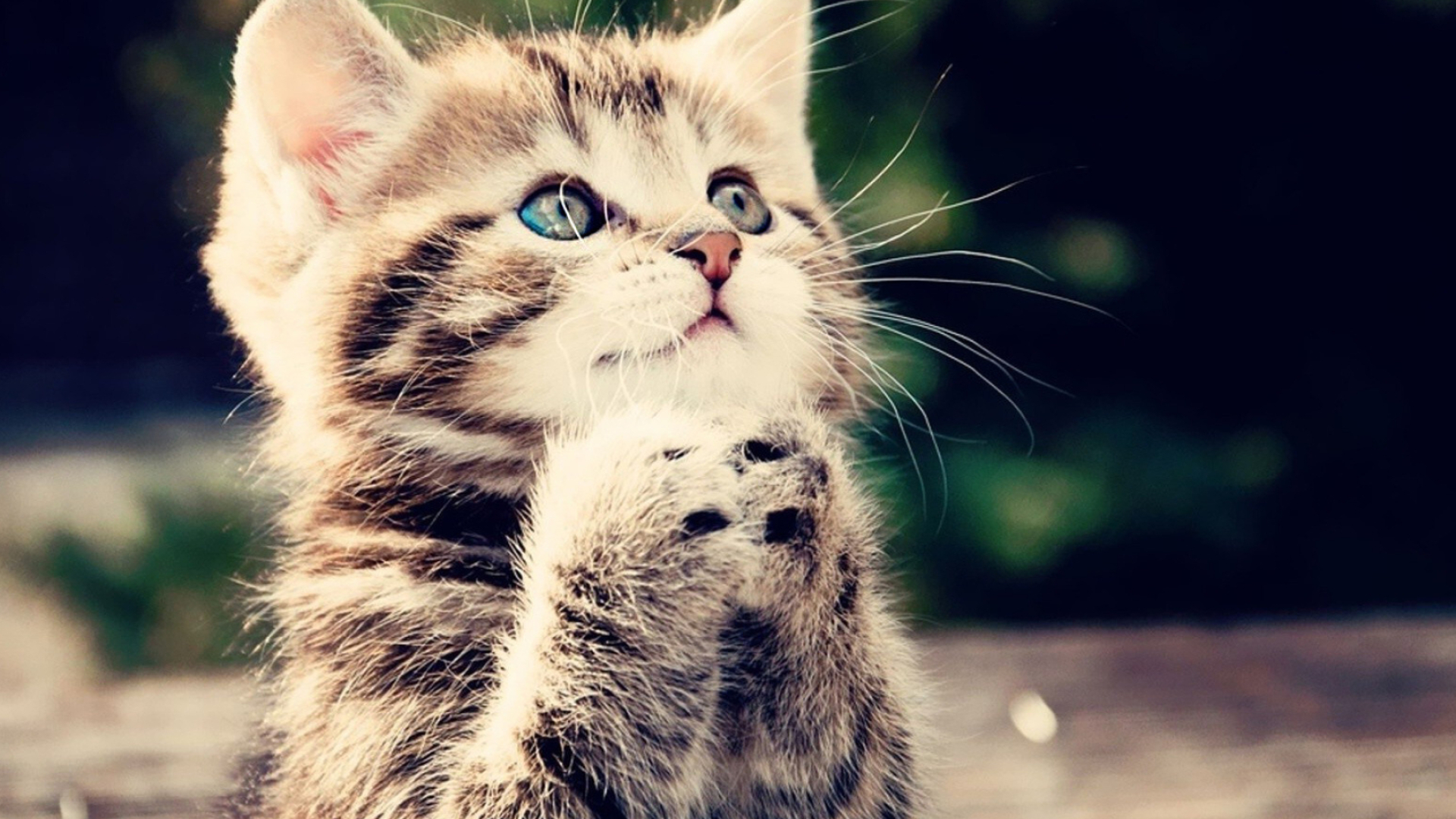 Endearing kitten, Wallpapers for cat lovers, Gentle creature, Heart-melting, 1920x1080 Full HD Desktop