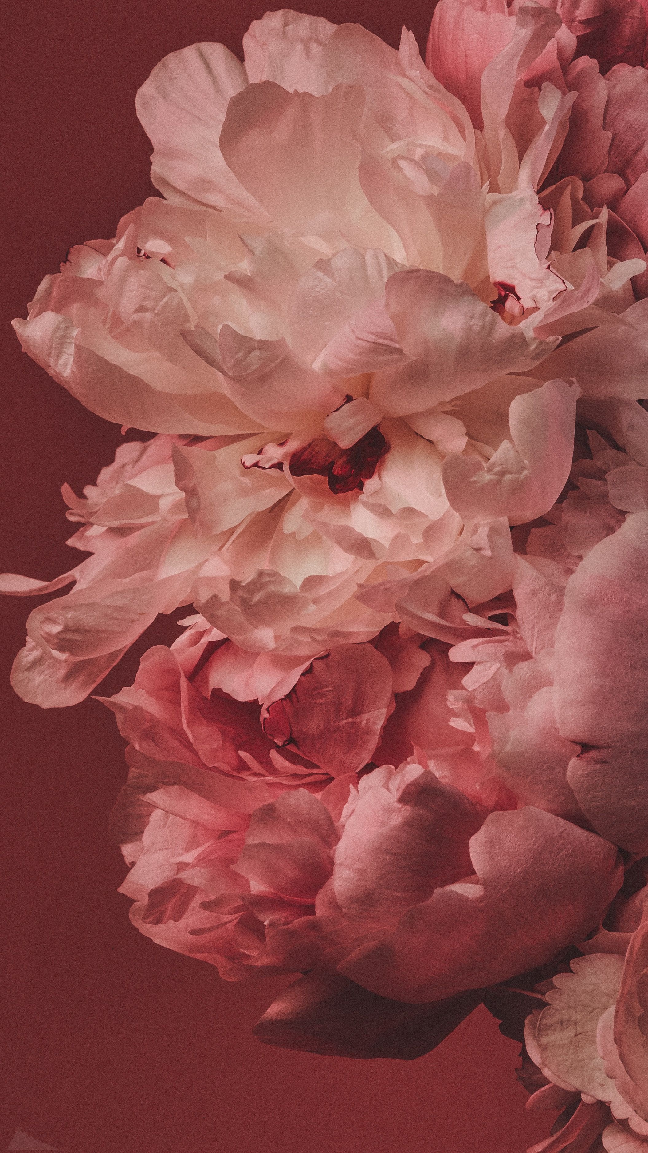 Cream-pink peony bloom, Rose-tinted petal cluster, Deep burgundy backdrop, HD Phone wallpaper