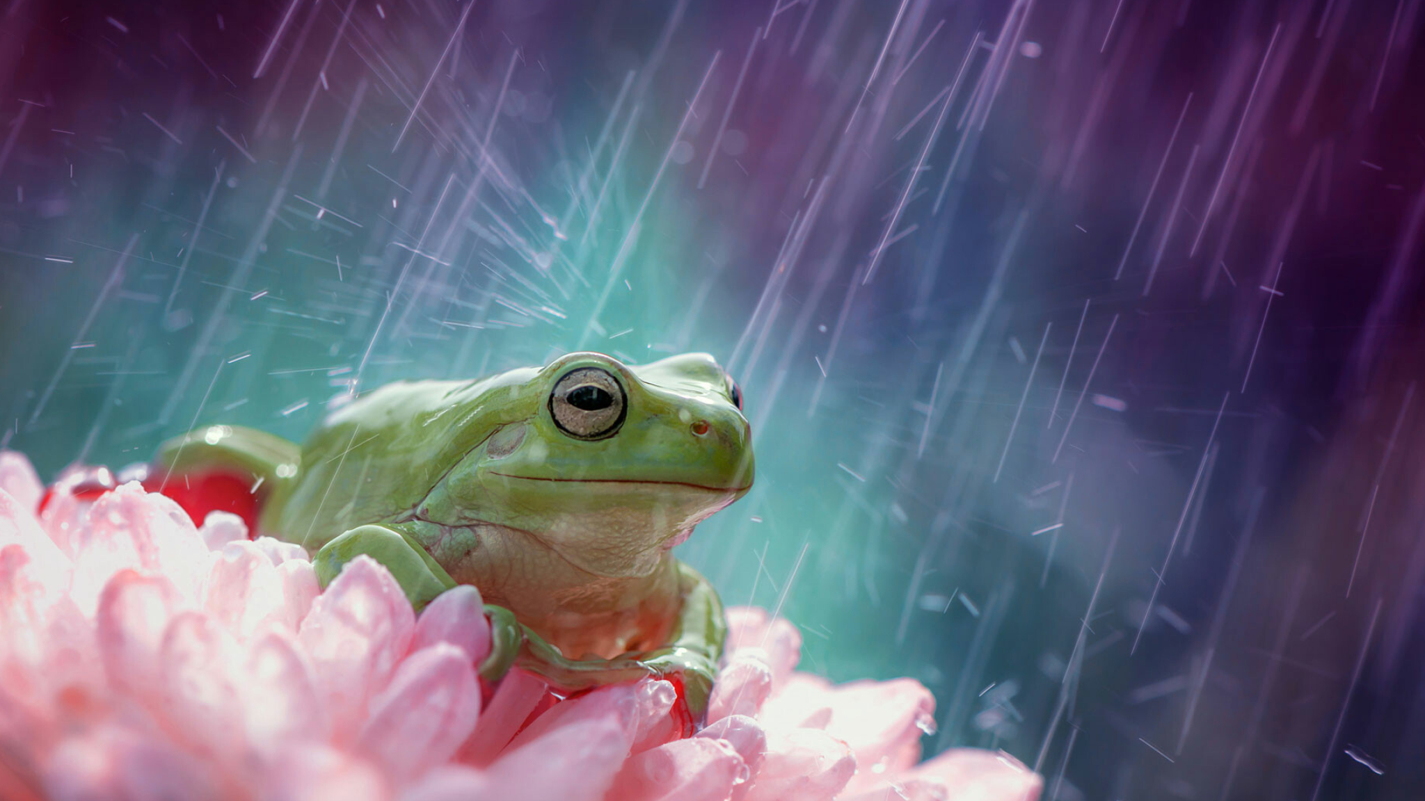 Frog, Rain Wallpaper, 2050x1160 HD Desktop