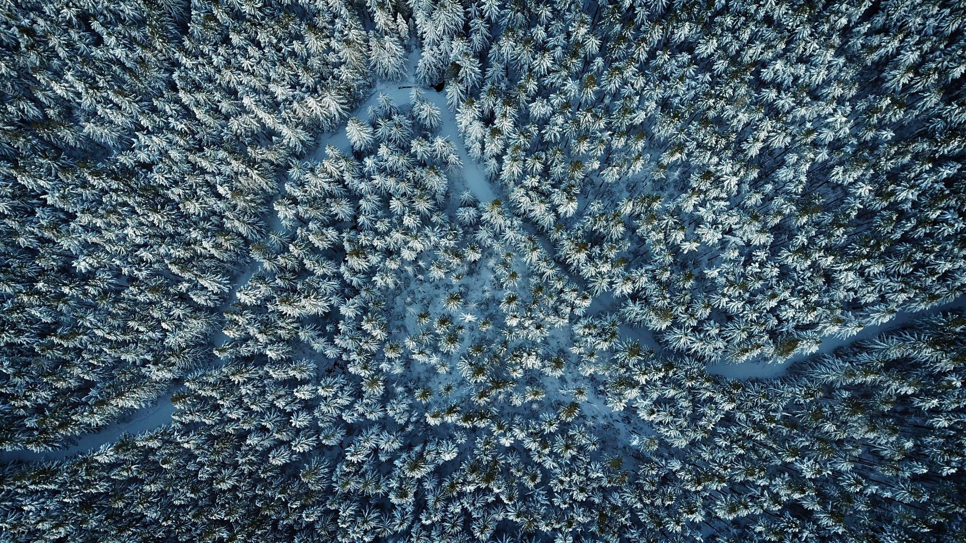 Pine Tree, Winter aerial view, 4K, 3840x2160 4K Desktop