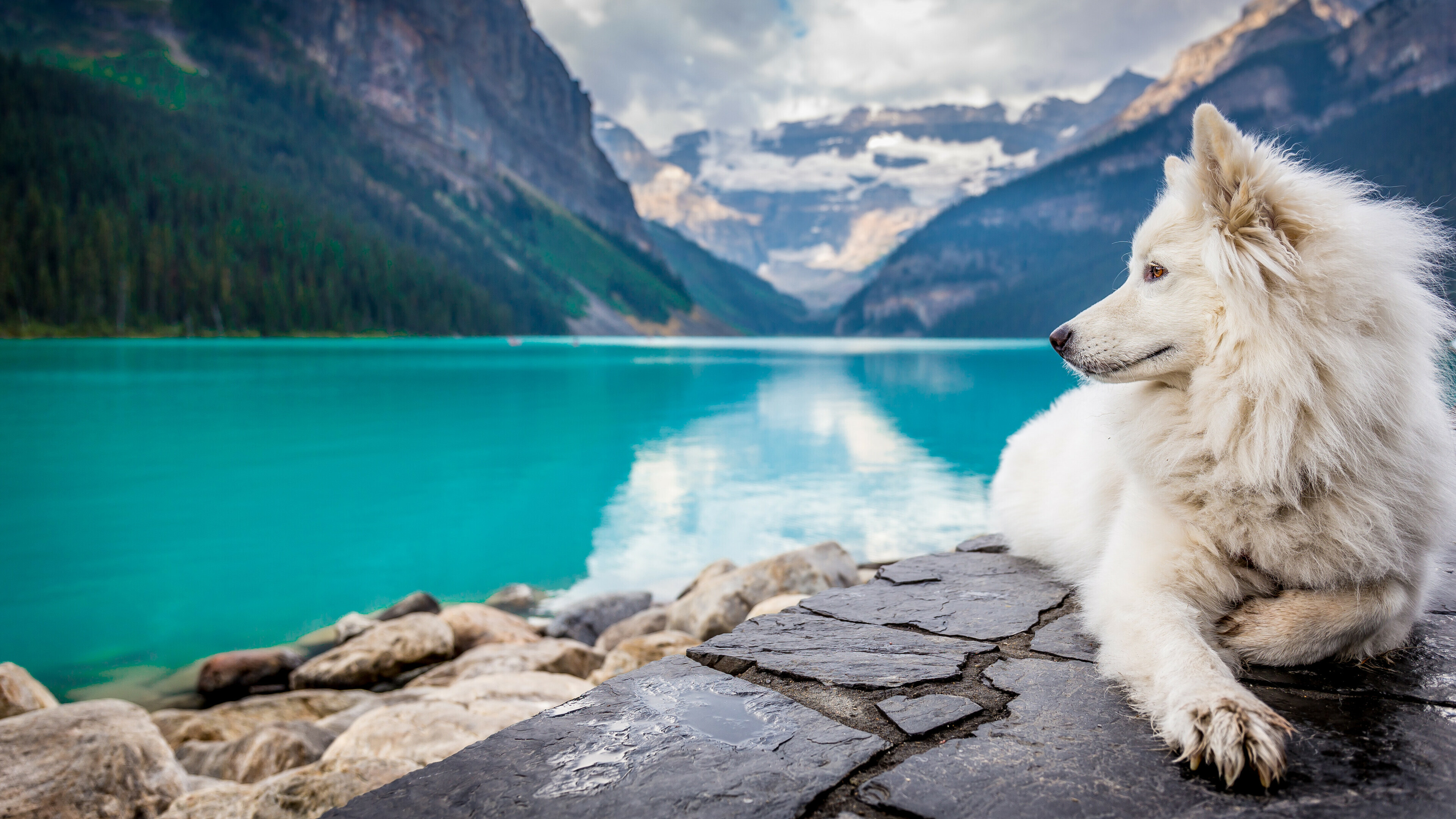 Samoyed, Dogs Wallpaper, 3840x2160 4K Desktop