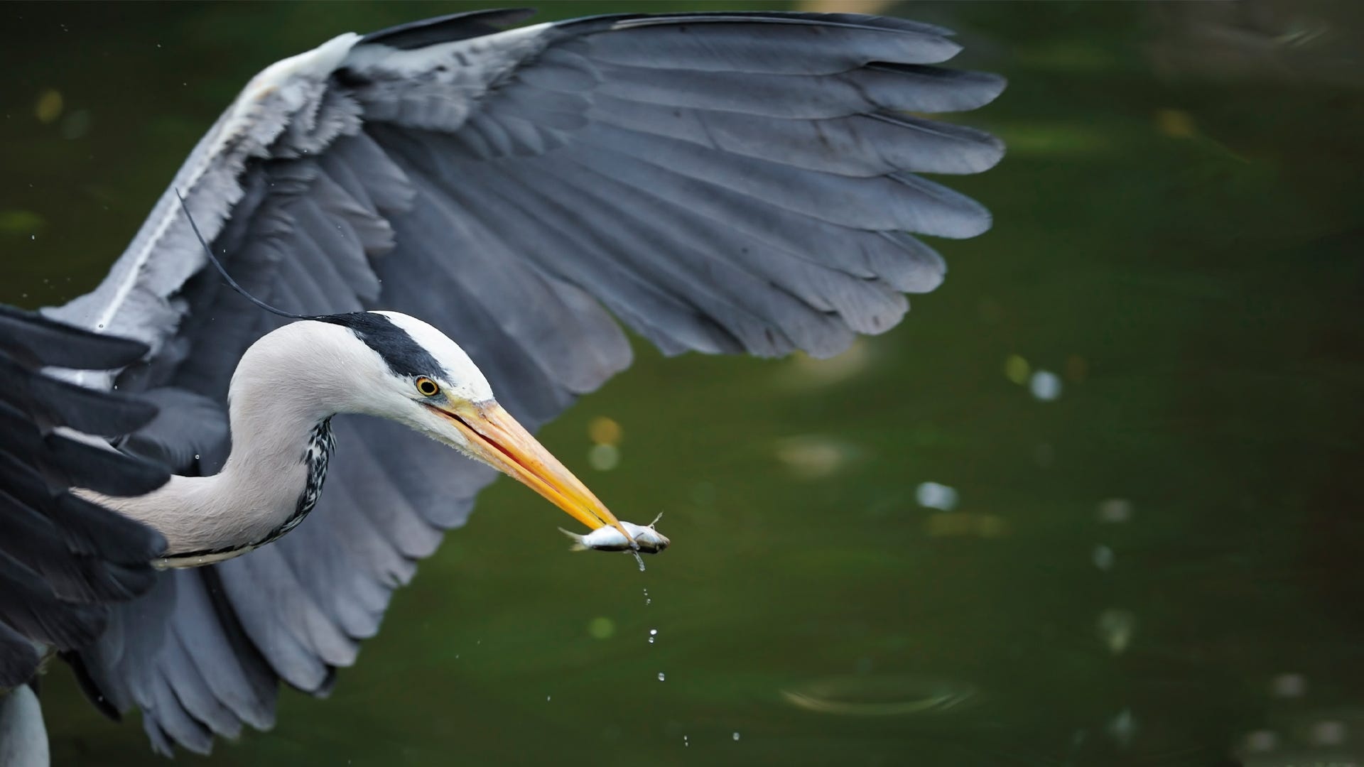 Heron bird, Get rid of herons, Avoiding herons, Heron solutions, 1920x1080 Full HD Desktop