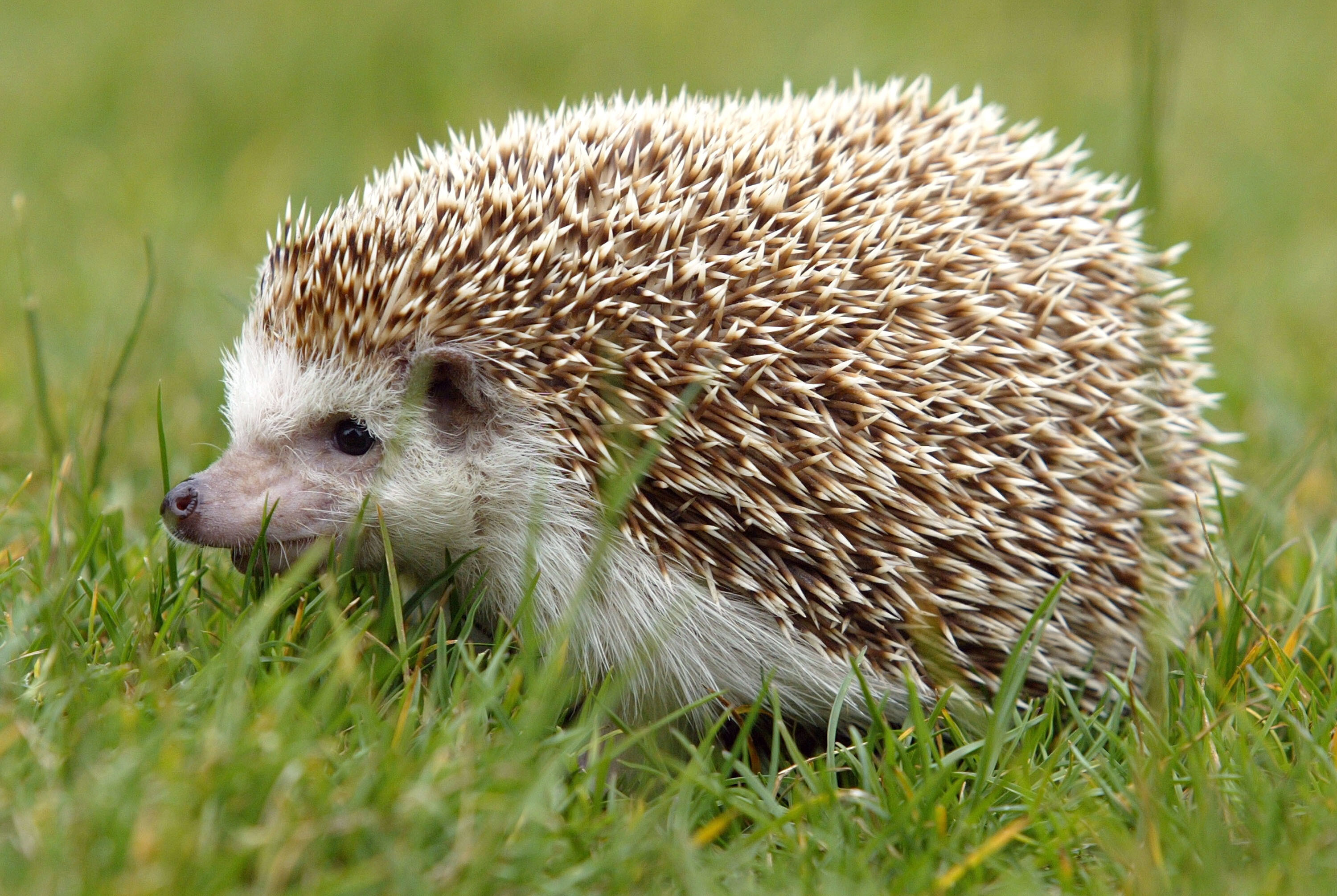 Hedgehog art, Artist's masterpiece, Eye-catching wallpapers, Captivating designs, 3000x2020 HD Desktop