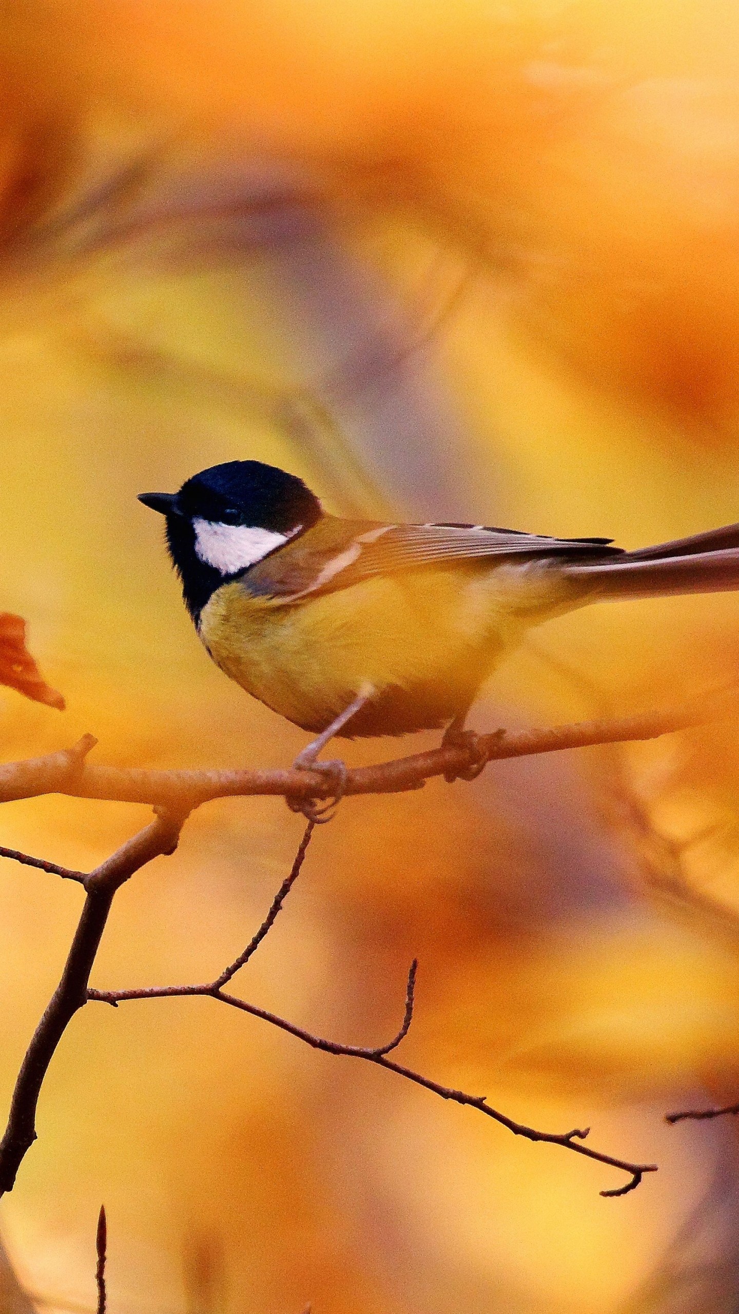 Tit autumn tree, Blur, Animals, Wallpaper, 1440x2560 HD Phone