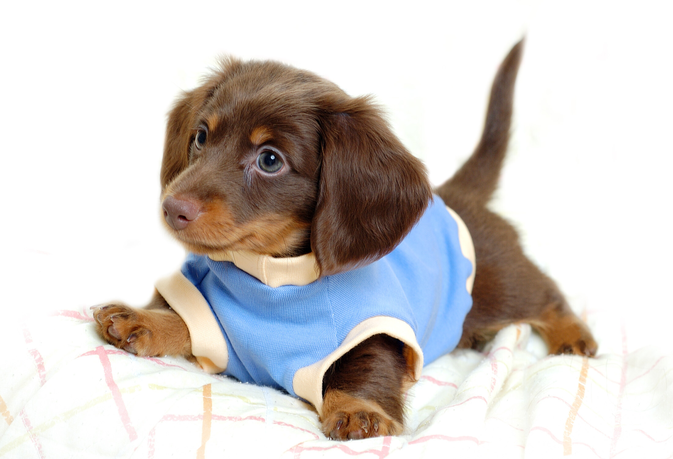 Gorgeous puppy HD wallpapers, Picture-perfect charm, 2200x1500 HD Desktop