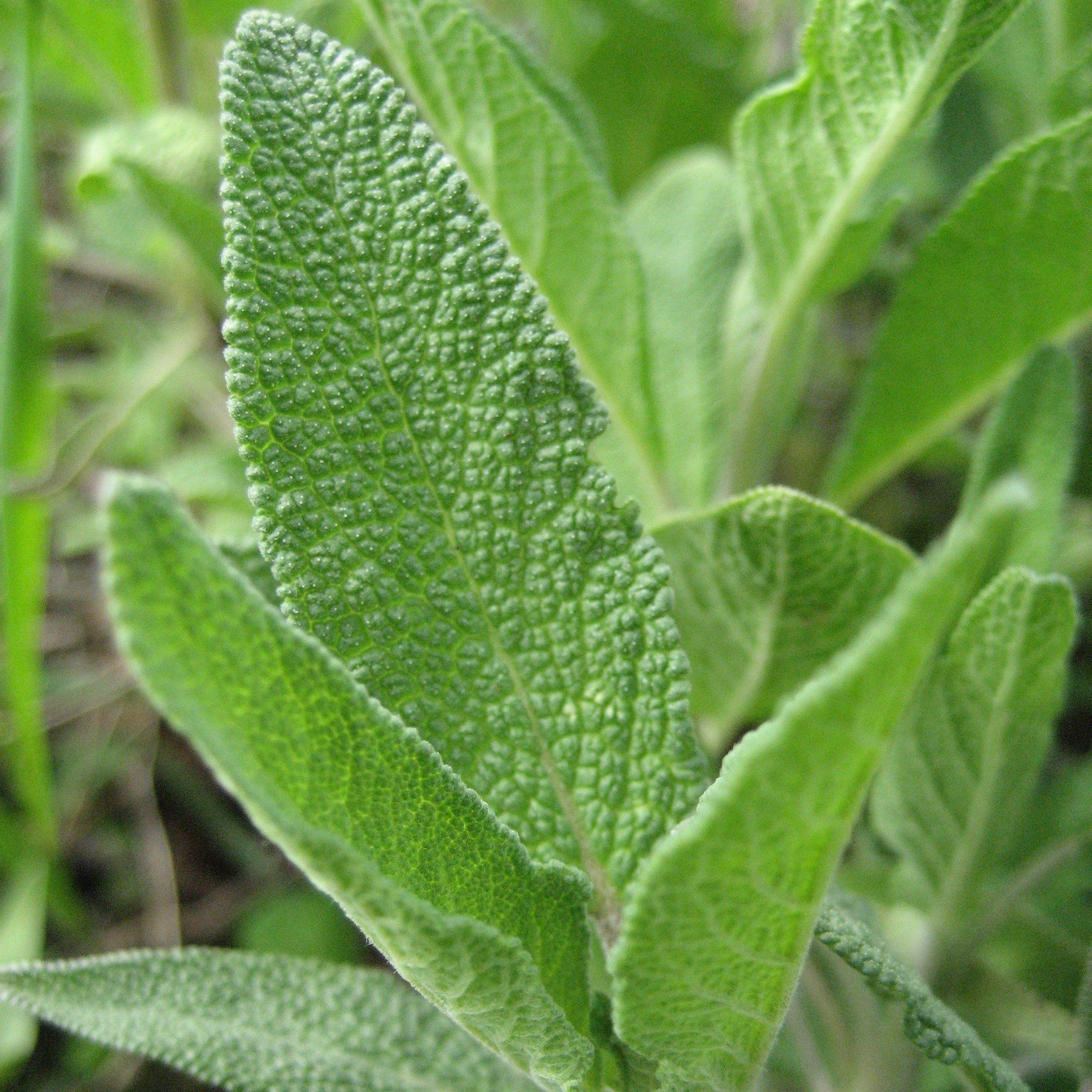 Sage herb, Jros liuas, Neapykantos j, Common sage, 2120x2120 HD Phone