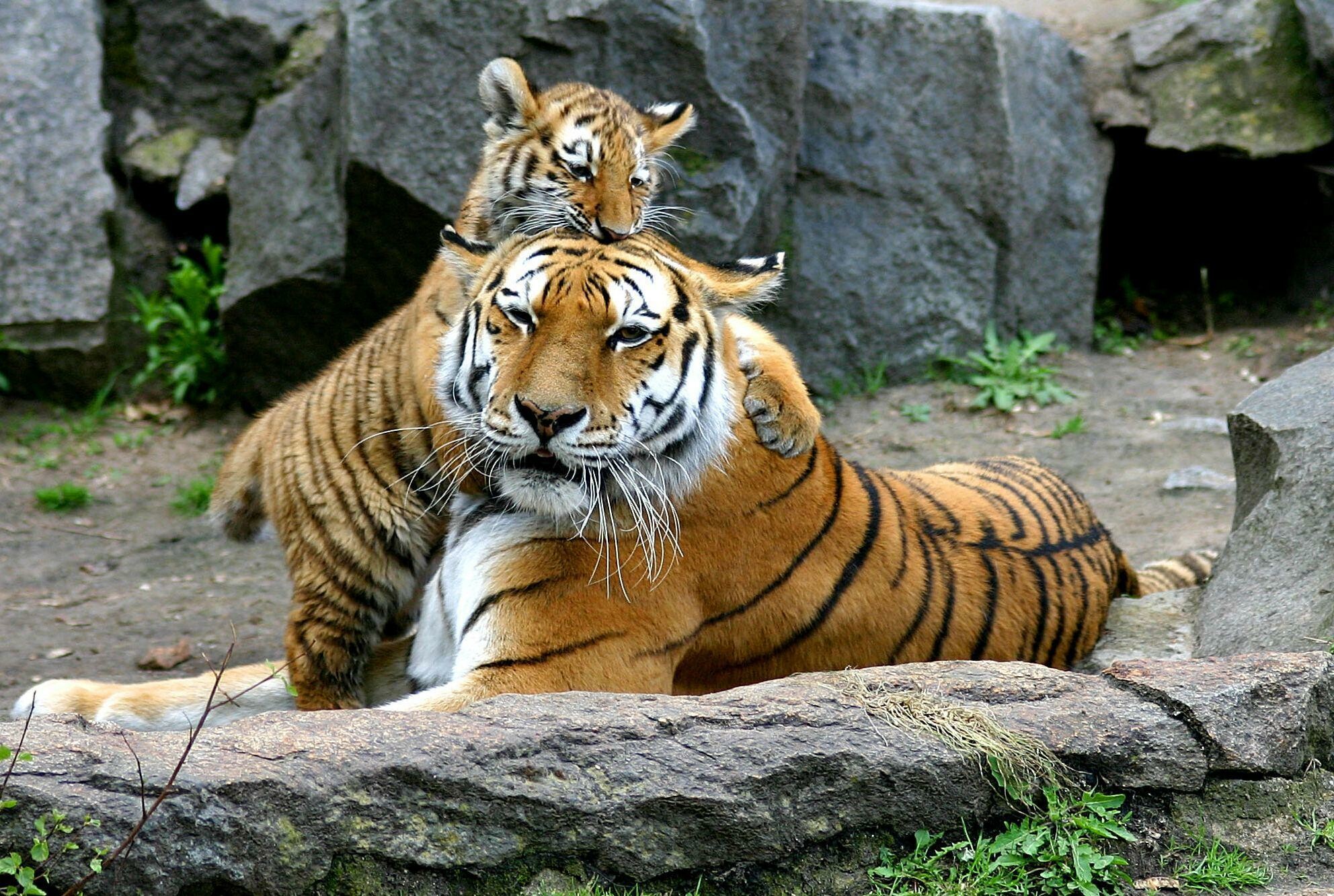 Tiger mom's love, Protective instinct, Fierce devotion, Nurturing spirit, 1990x1340 HD Desktop