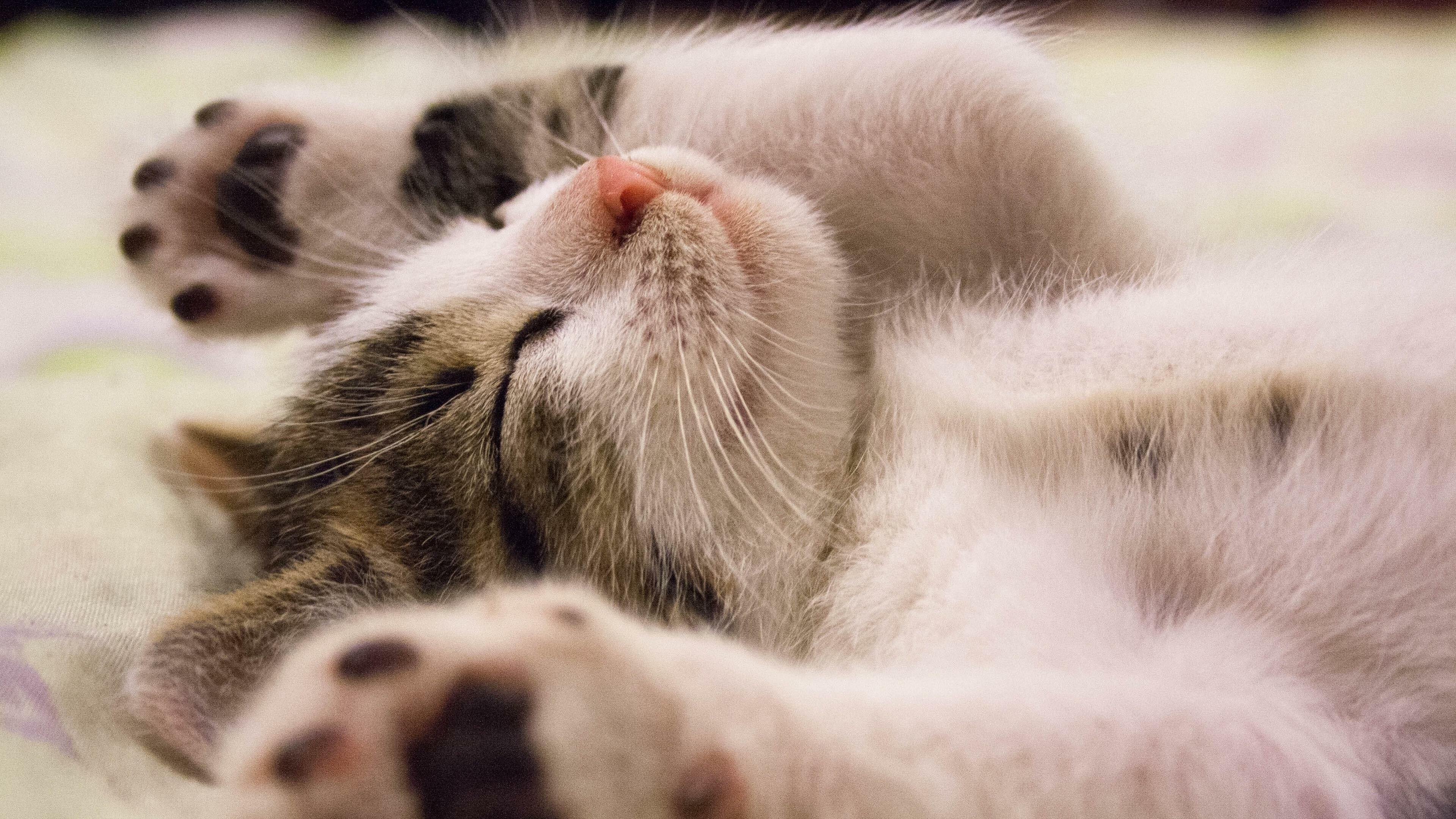 Kitten wallpapers, Pet owner's dream, Fluffy little companion, Adorable feline, 3840x2160 4K Desktop