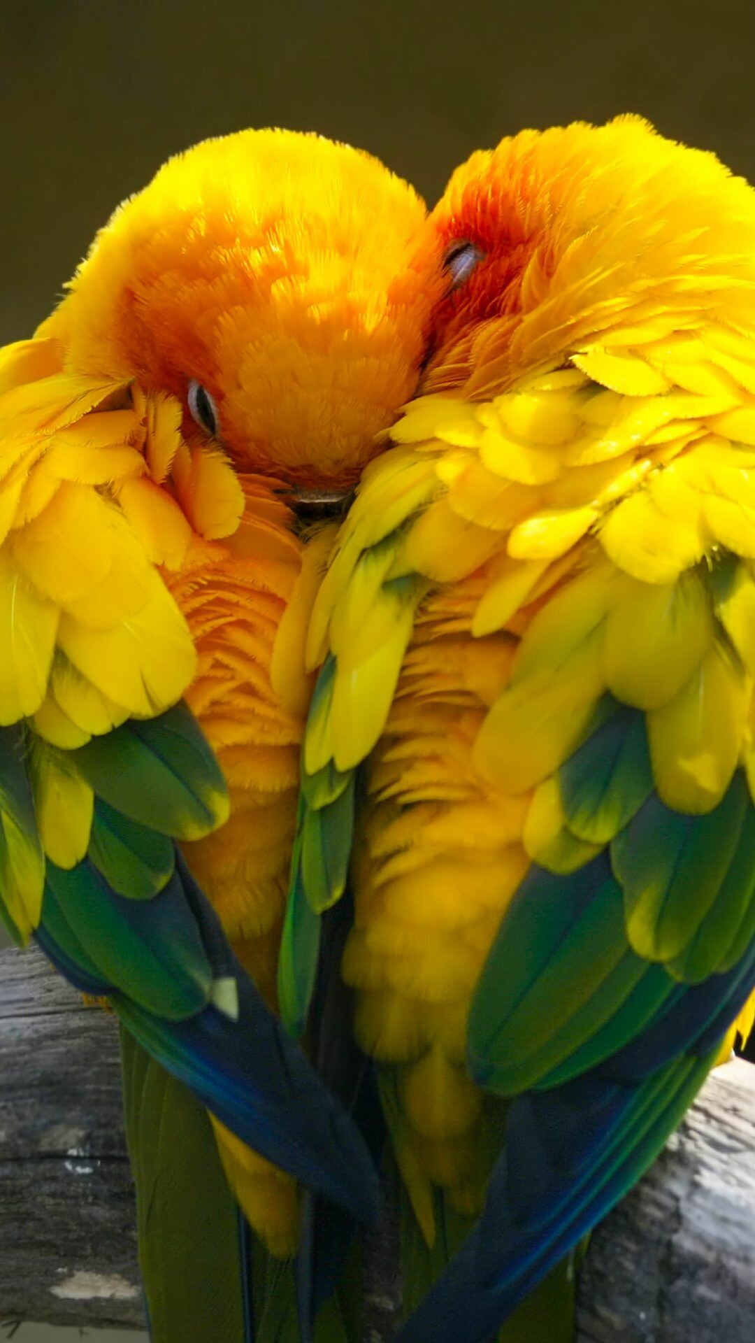 Sun parakeet, Birds Wallpaper, 1080x1920 Full HD Phone