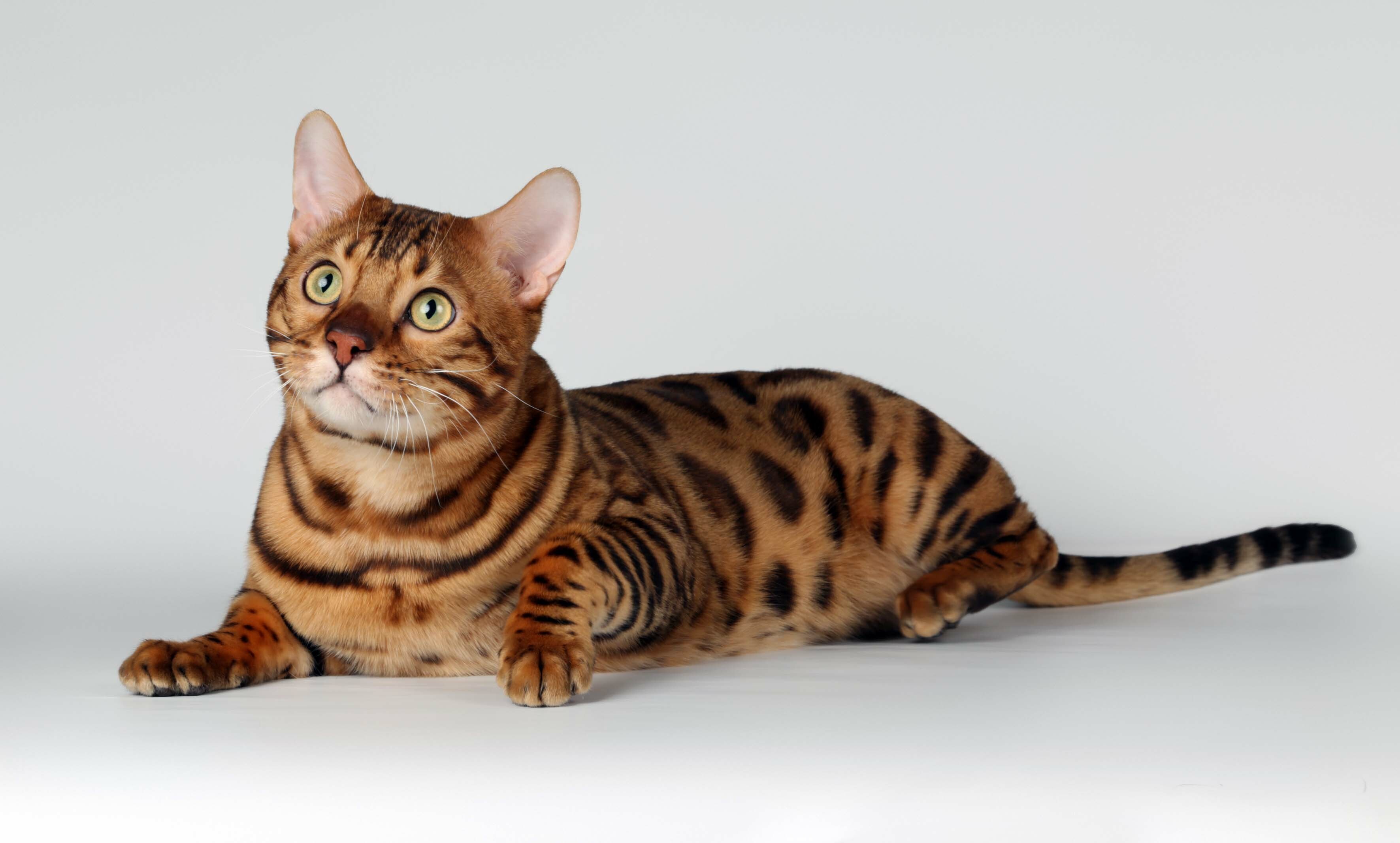 Exotic spotted bengal cats, Marbles patterns, HD photos, Perfect for desktop, 3550x2140 HD Desktop