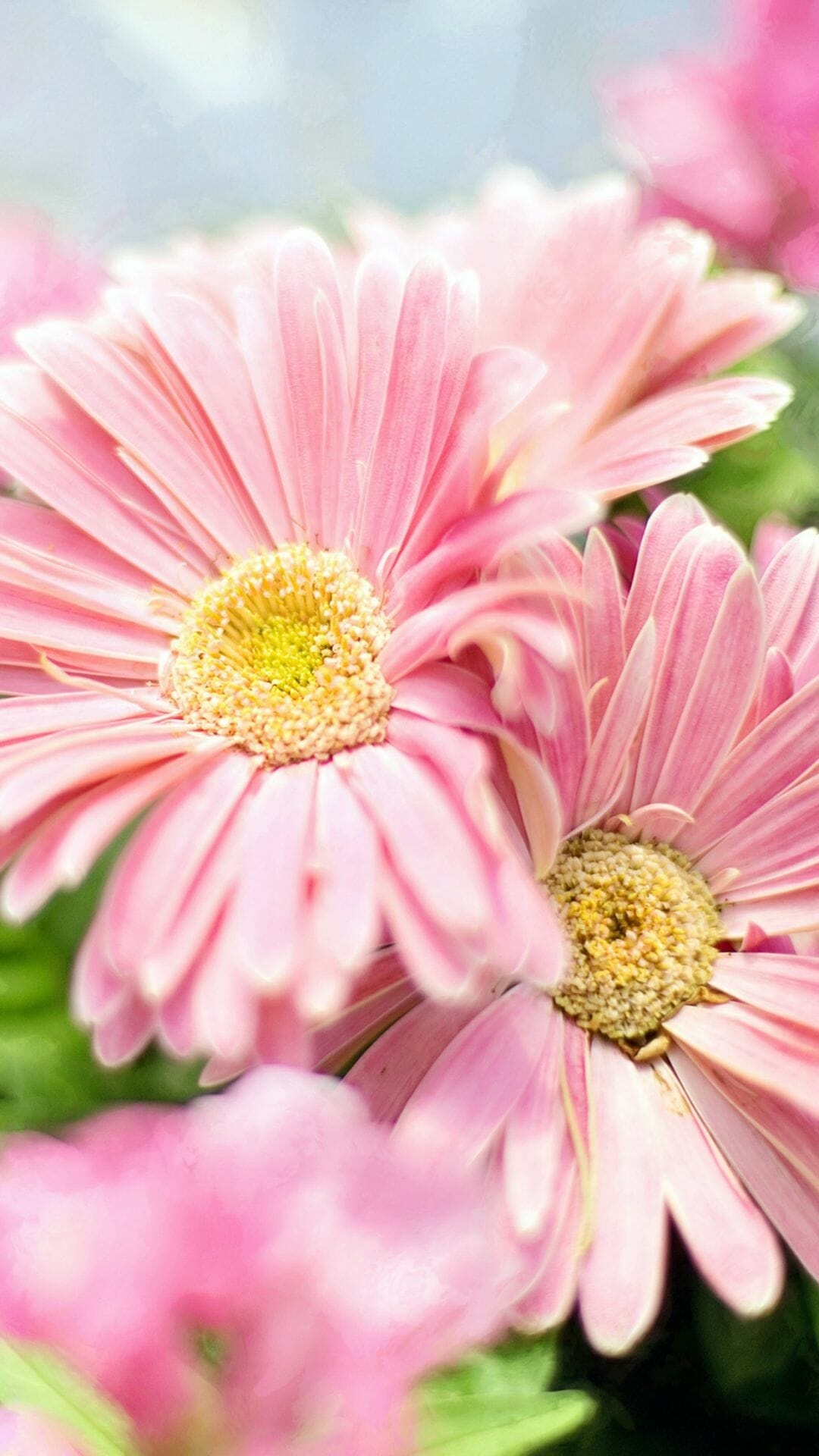pink Gerbera daisy, yellow disc florets, pastel pink petals, Full HD Phone wallpaper