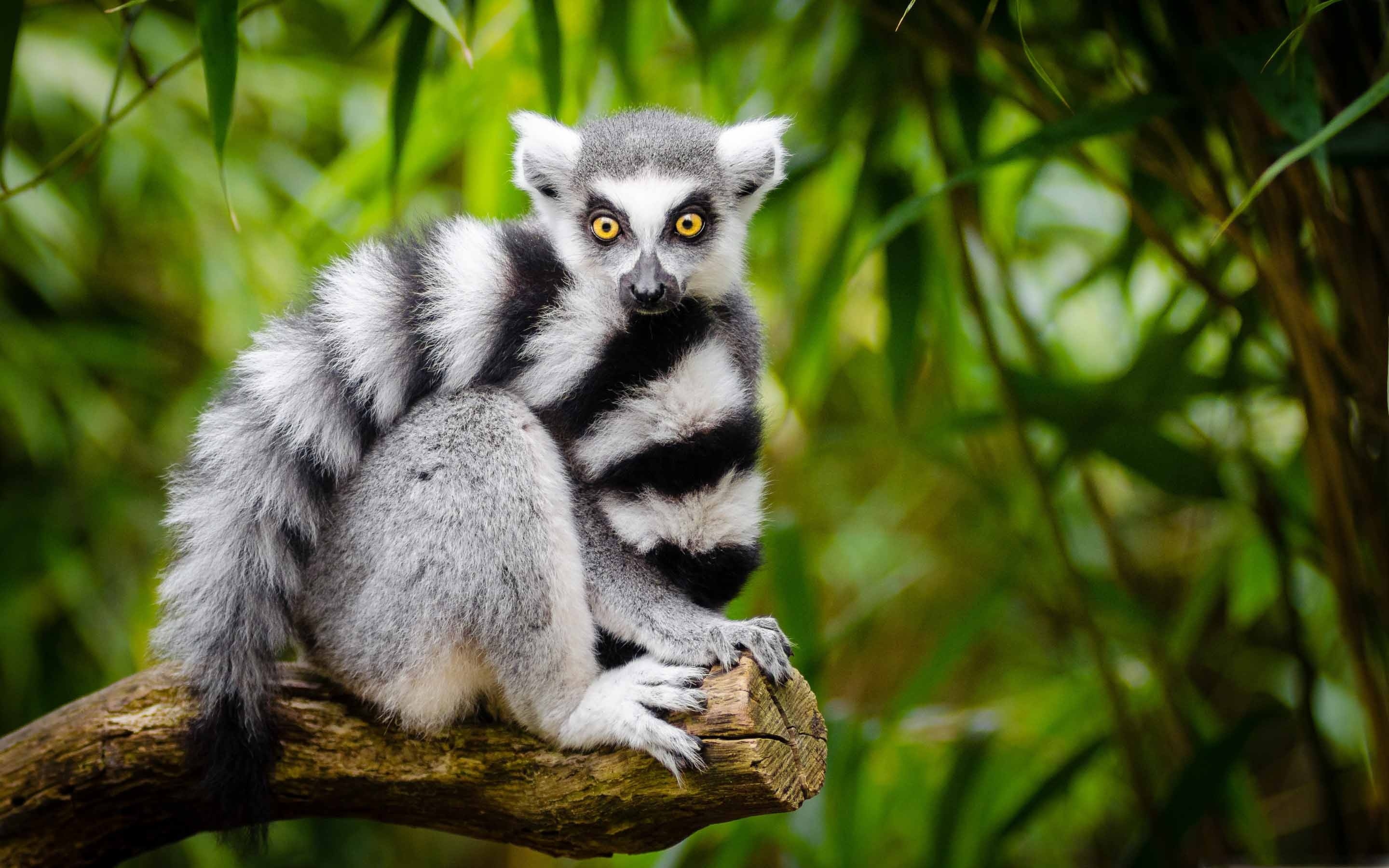 Ring-tailed lemur, MacBook Air wallpaper, Downloadable background, Tech-savvy, 2880x1800 HD Desktop