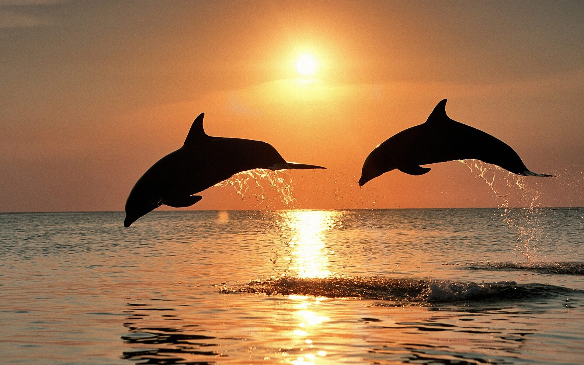 HD dolphin wallpapers, Vibrant ocean life, Stunning underwater scenes, Captivating visuals, 1920x1200 HD Desktop