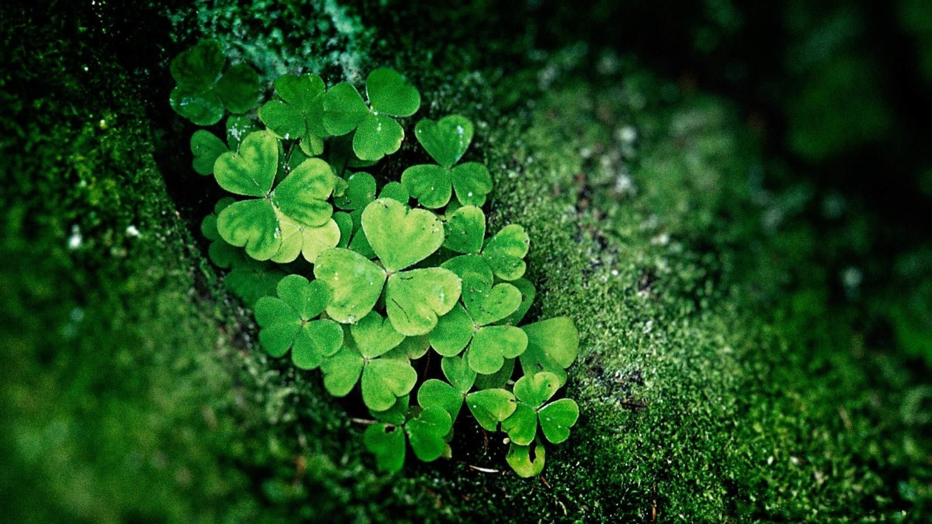 Irish Shamrock, Shamrock wallpapers, Irish symbol, Lucky charm, 1920x1080 Full HD Desktop