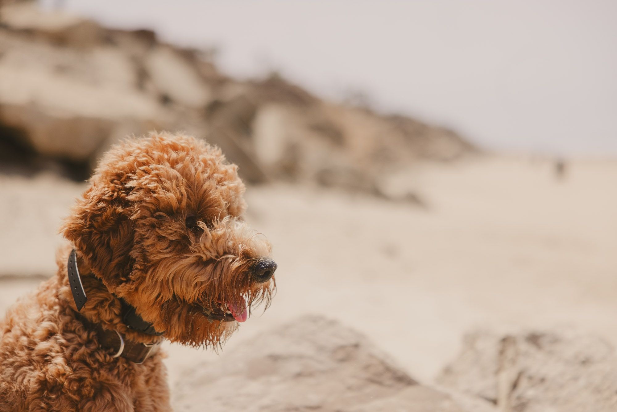 Airedoodle, Playful dogs, Tongue-out Tuesday, Goofy moments, 2000x1340 HD Desktop