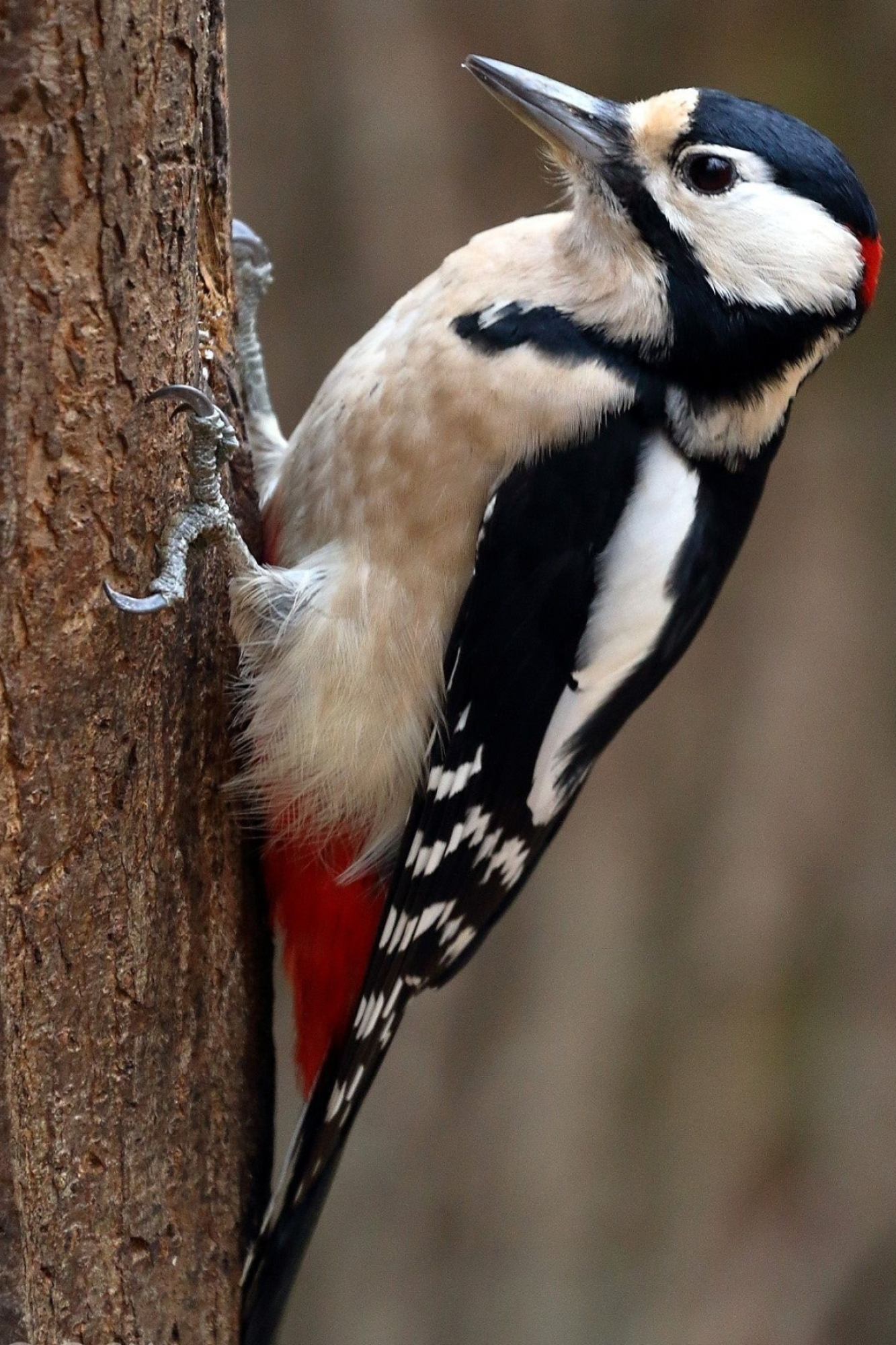 Birds, Avian wonders, Pet birds, Beautiful collection, 1340x2000 HD Phone