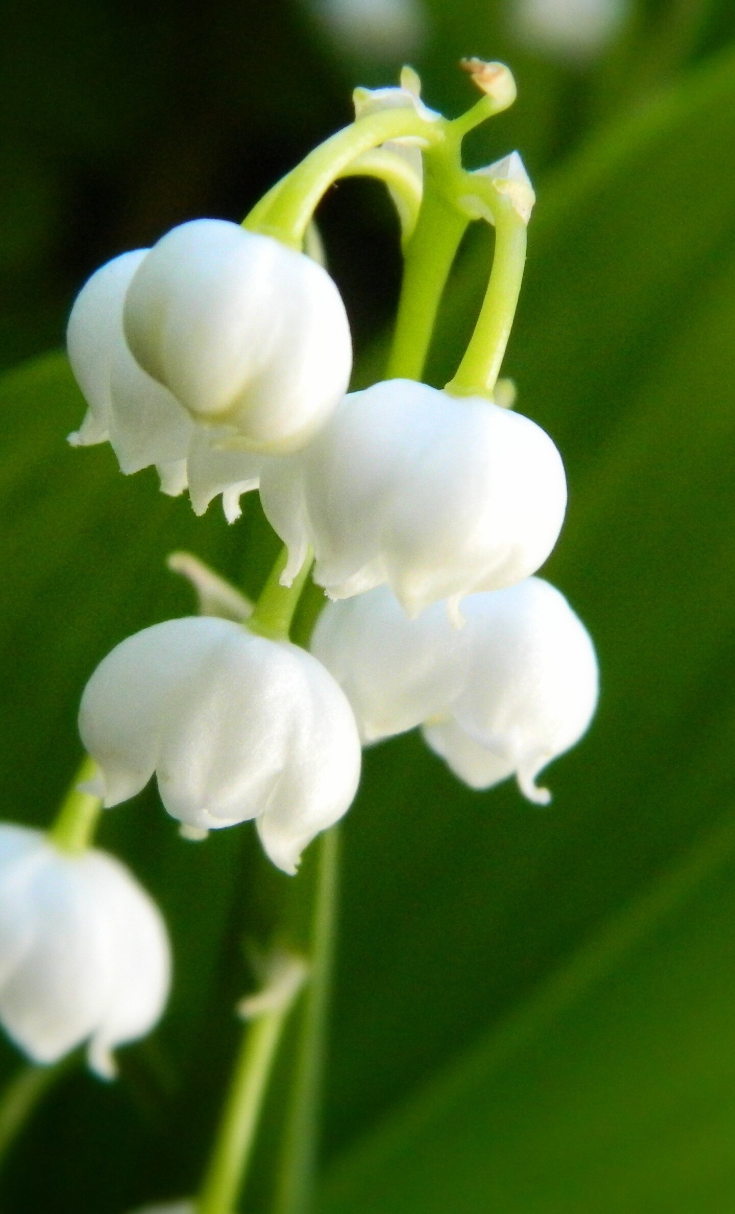 Lily of the Valley, White flower, Samsung wallpaper, Spring image, 1440x2380 HD Phone