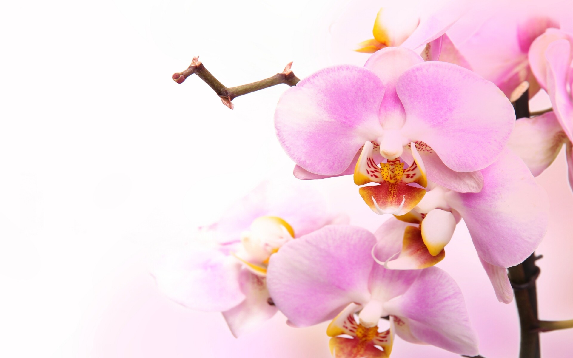 Pink orchid delight, Stunning wallpaper, Floral fantasy, Nature's treasure, 1920x1200 HD Desktop