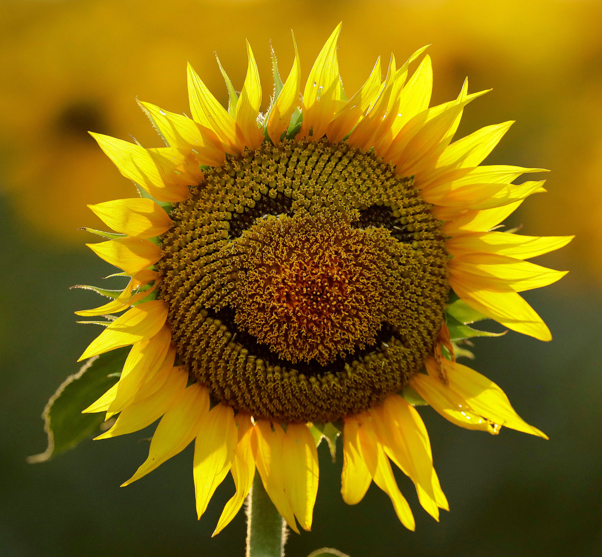 Sunflower, Happy Wallpaper, 2050x1900 HD Desktop