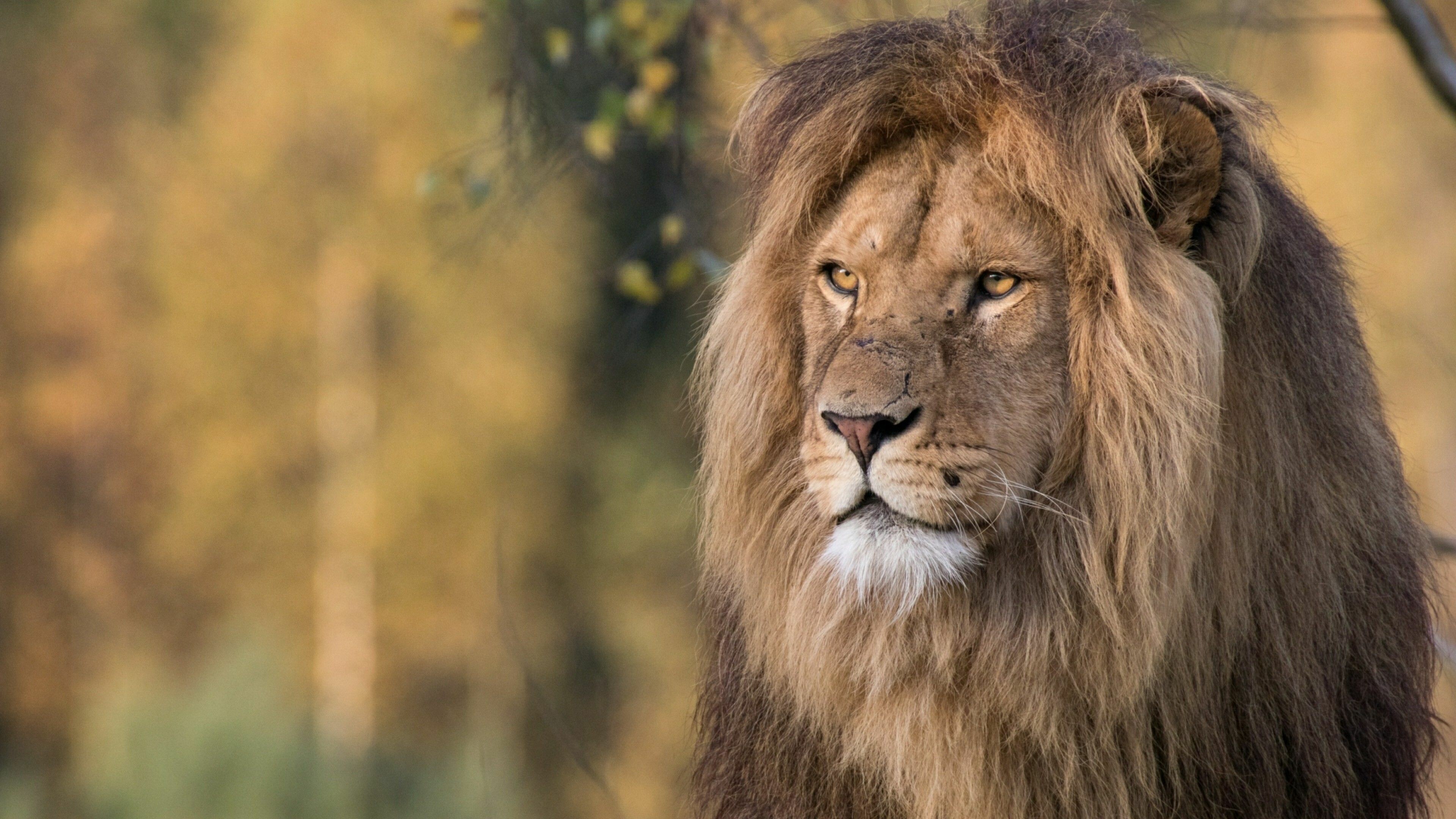 Male lion, Powerful presence, Striking close-up, Wildlife photography, 3840x2160 4K Desktop