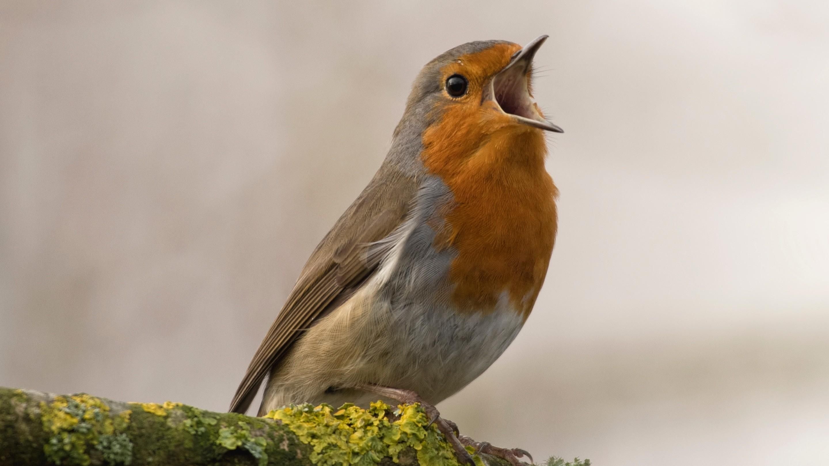 Robin bird wallpapers, Stunning backgrounds, Colorful feathers, Avian artistry, 2880x1620 HD Desktop