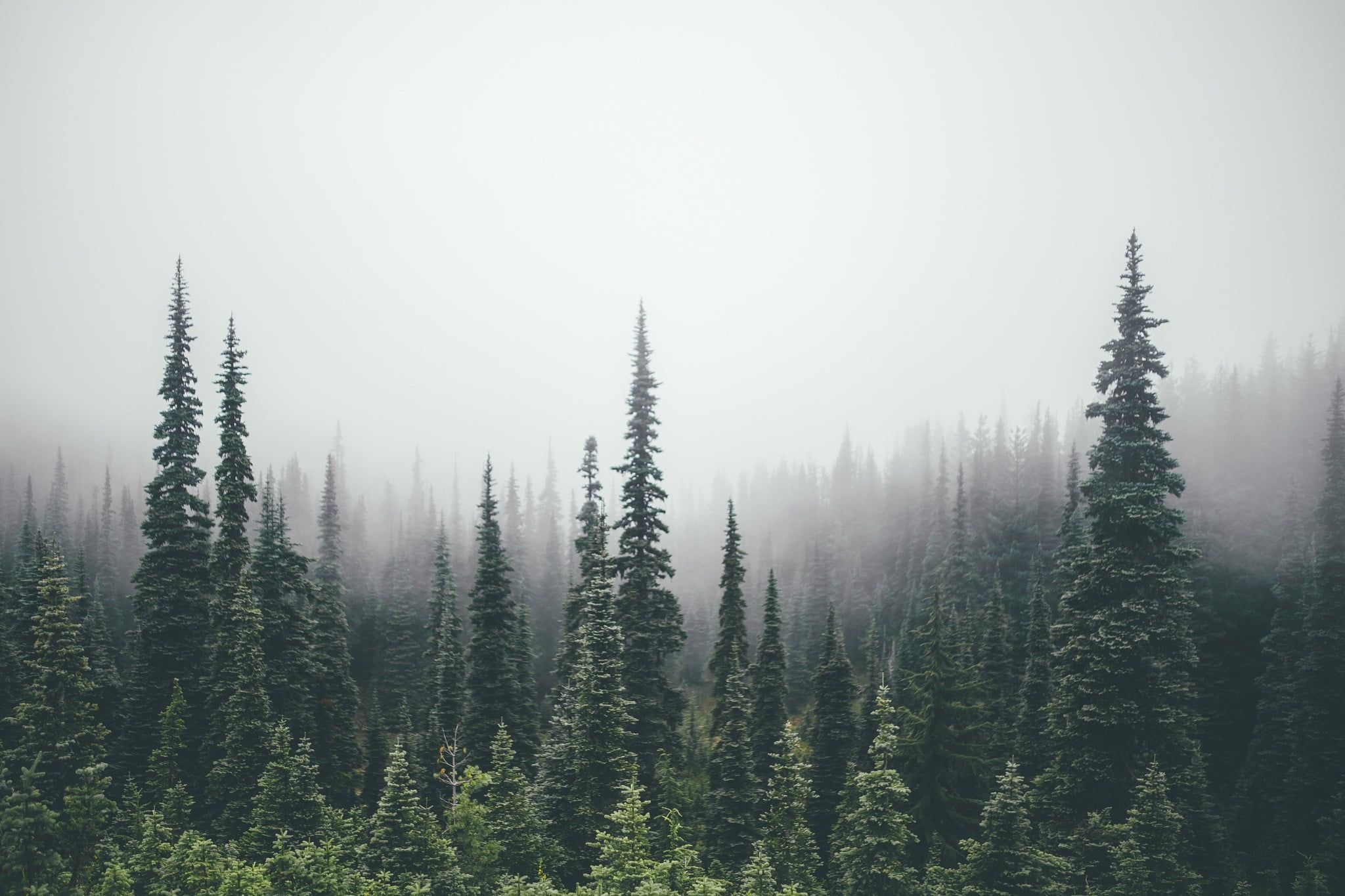 misty conifer forest canopy, tall evergreen pine trees, dense fog woodland landscape, HD Desktop wallpaper