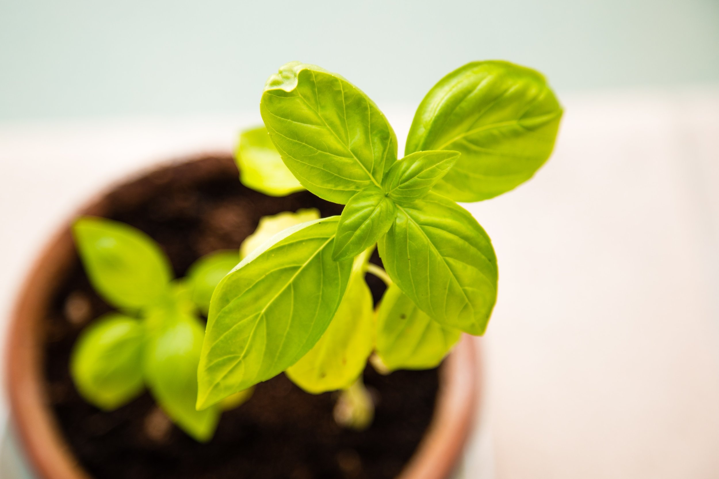 New work, Beyond just work, Basil plant, Food, 2500x1670 HD Desktop